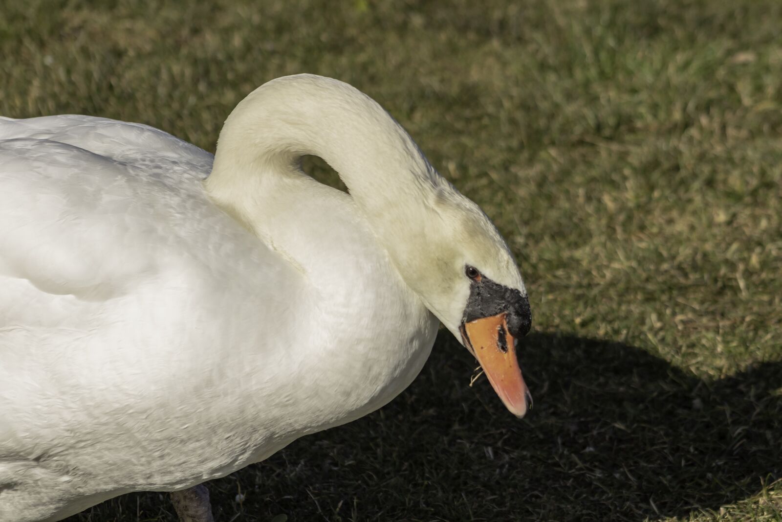 Canon EF75-300mm f/4-5.6 sample photo. Swan, cam, water bird photography