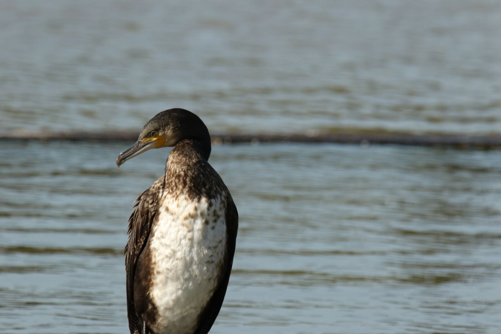 Canon EOS 7D Mark II sample photo. Cormorant, white-breasted, waterbird photography
