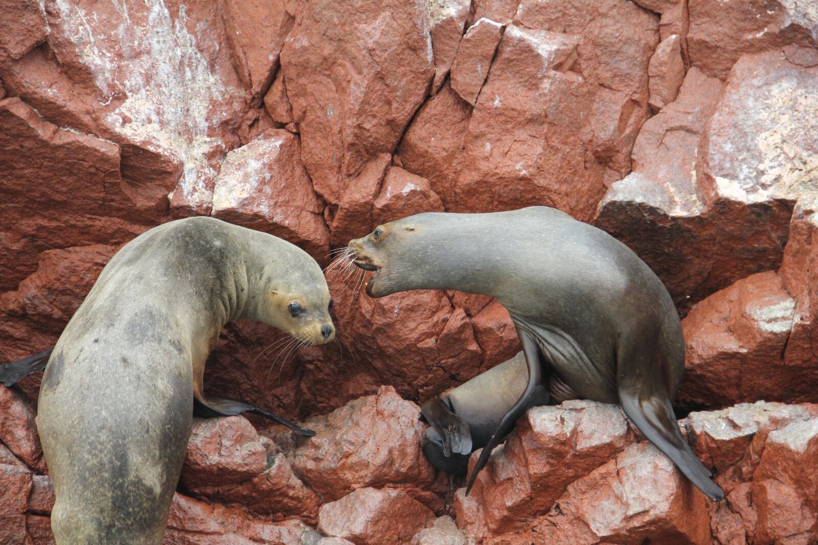 Canon EOS 550D (EOS Rebel T2i / EOS Kiss X4) sample photo. Ballestas islands, paracas, pisco photography