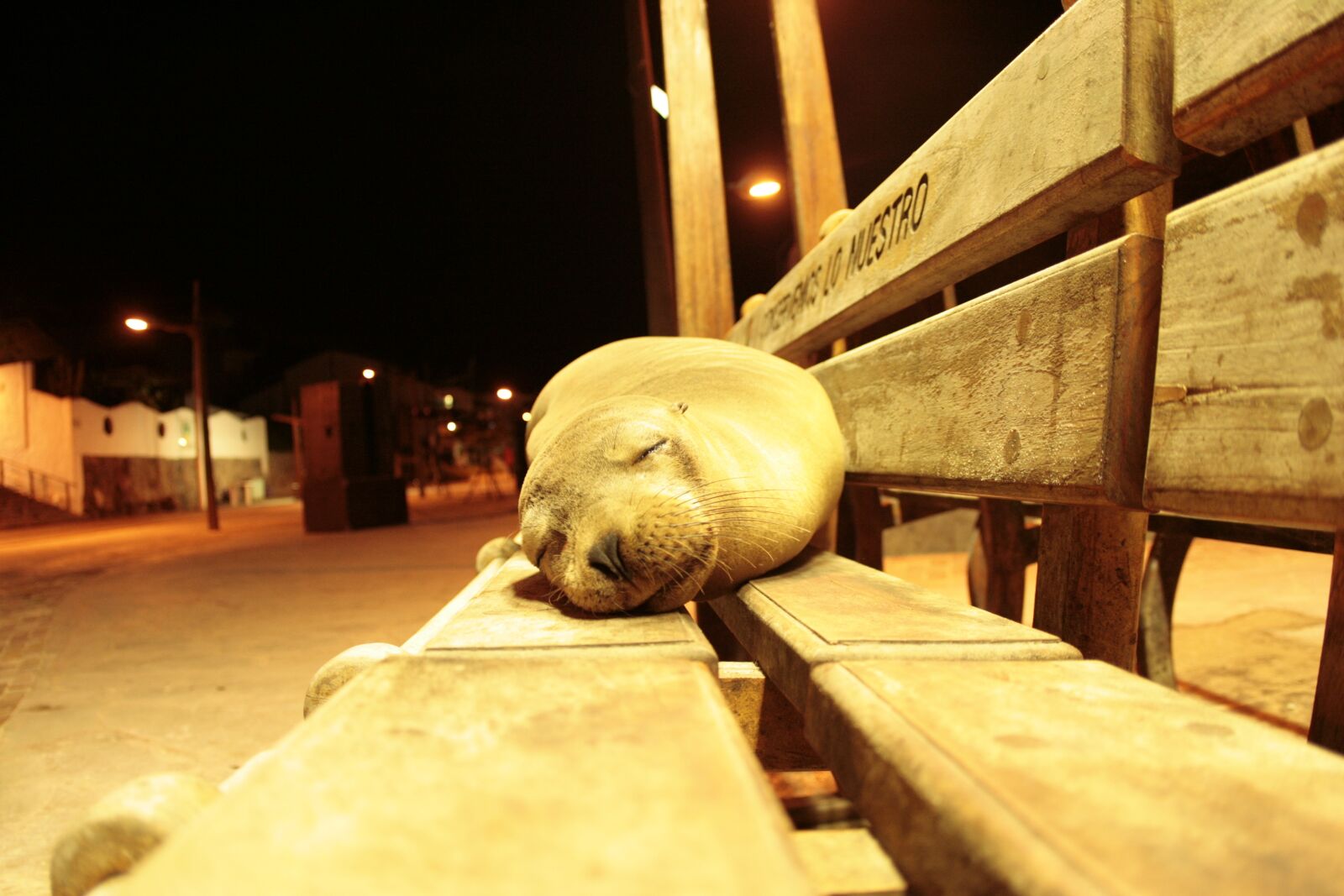 Canon EOS 400D (EOS Digital Rebel XTi / EOS Kiss Digital X) sample photo. Sea lion, galapagos, sleeping photography