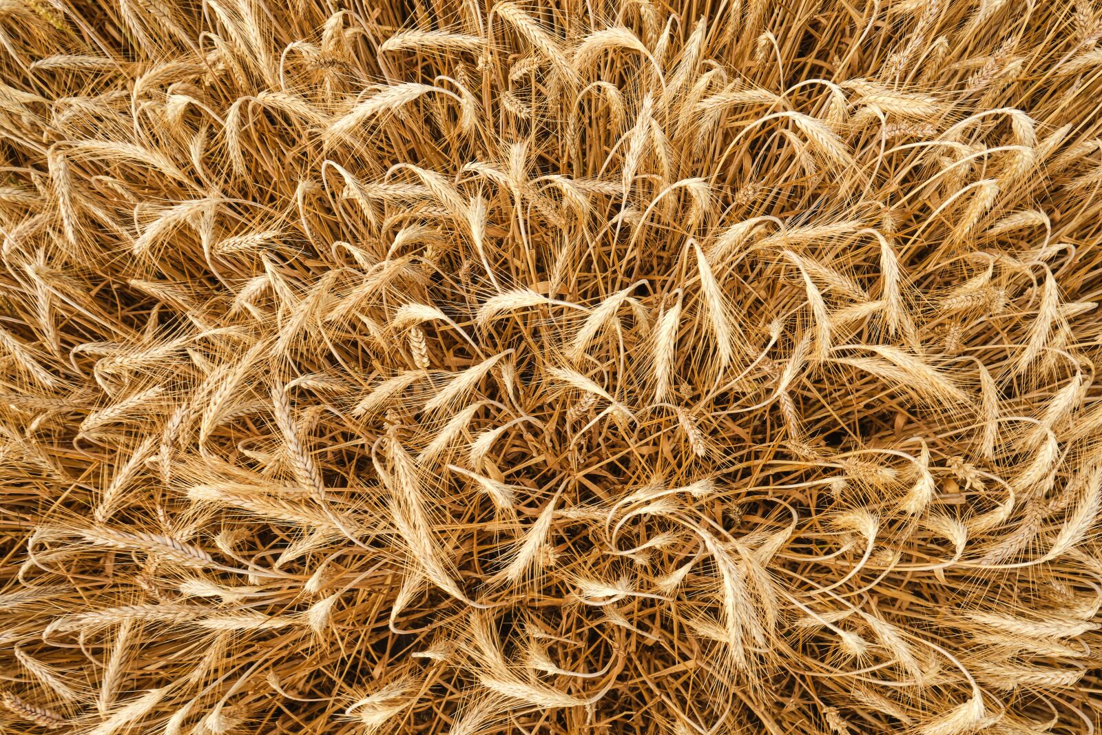 Fujifilm XF 18-55mm F2.8-4 R LM OIS sample photo. Barley, from above, cereals photography