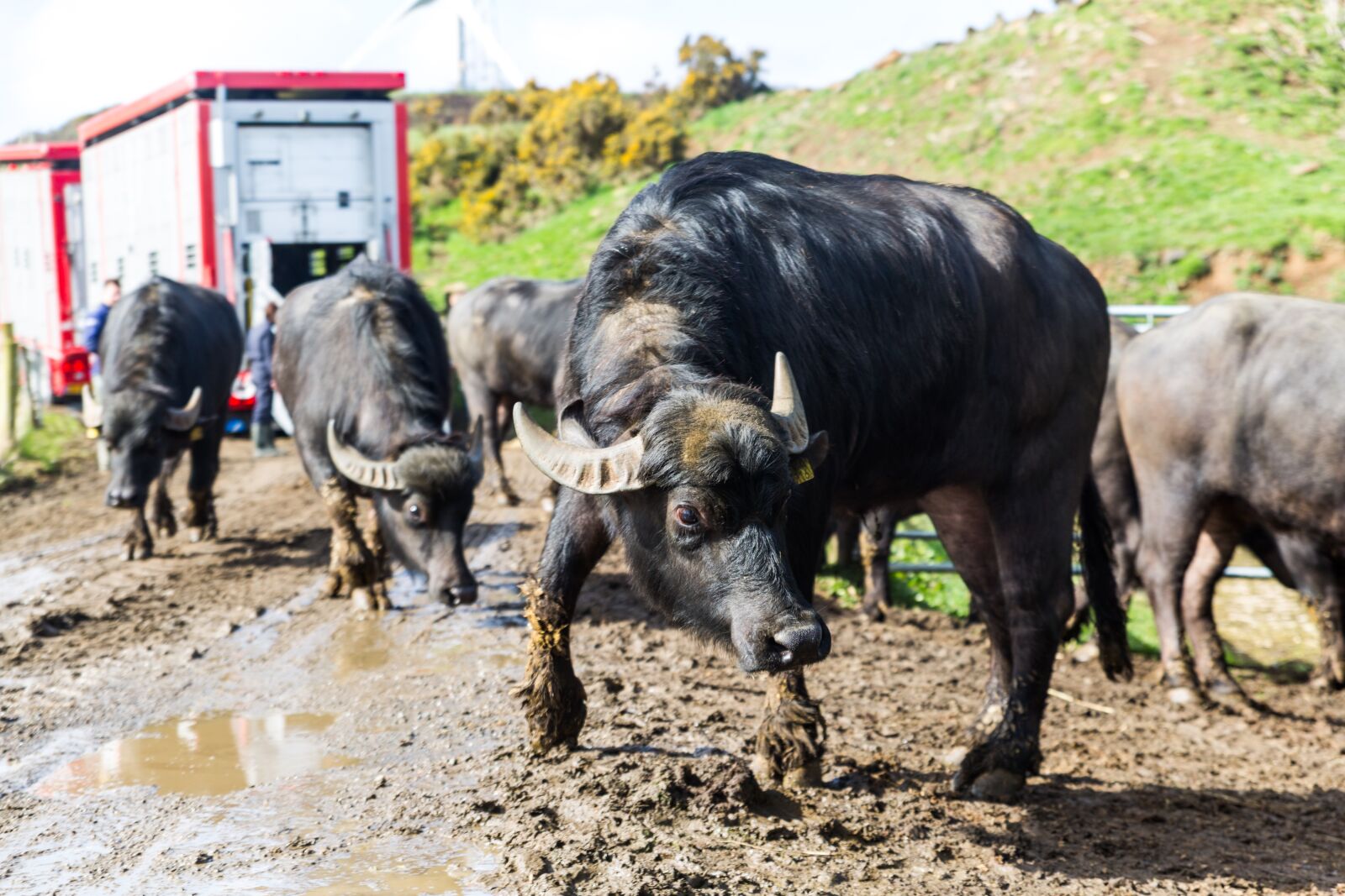 Canon EOS 5D Mark III sample photo. Cattle, agriculture, animal photography