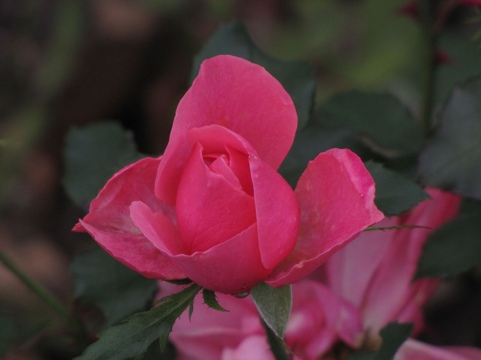 Canon PowerShot SX10 IS sample photo. Rose, blossom, bloom photography