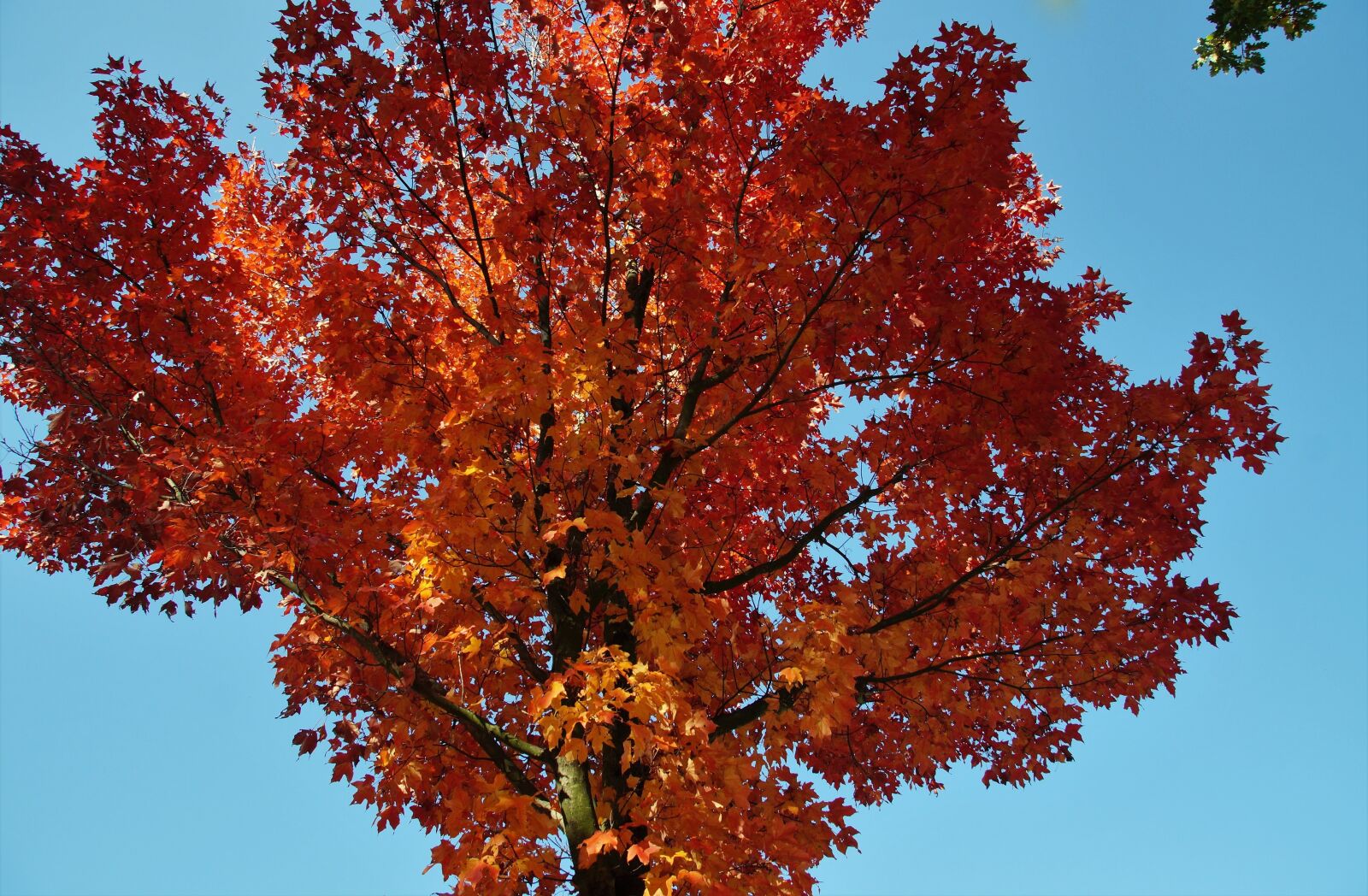 Sony SLT-A58 sample photo. Deciduous, tree, crown photography