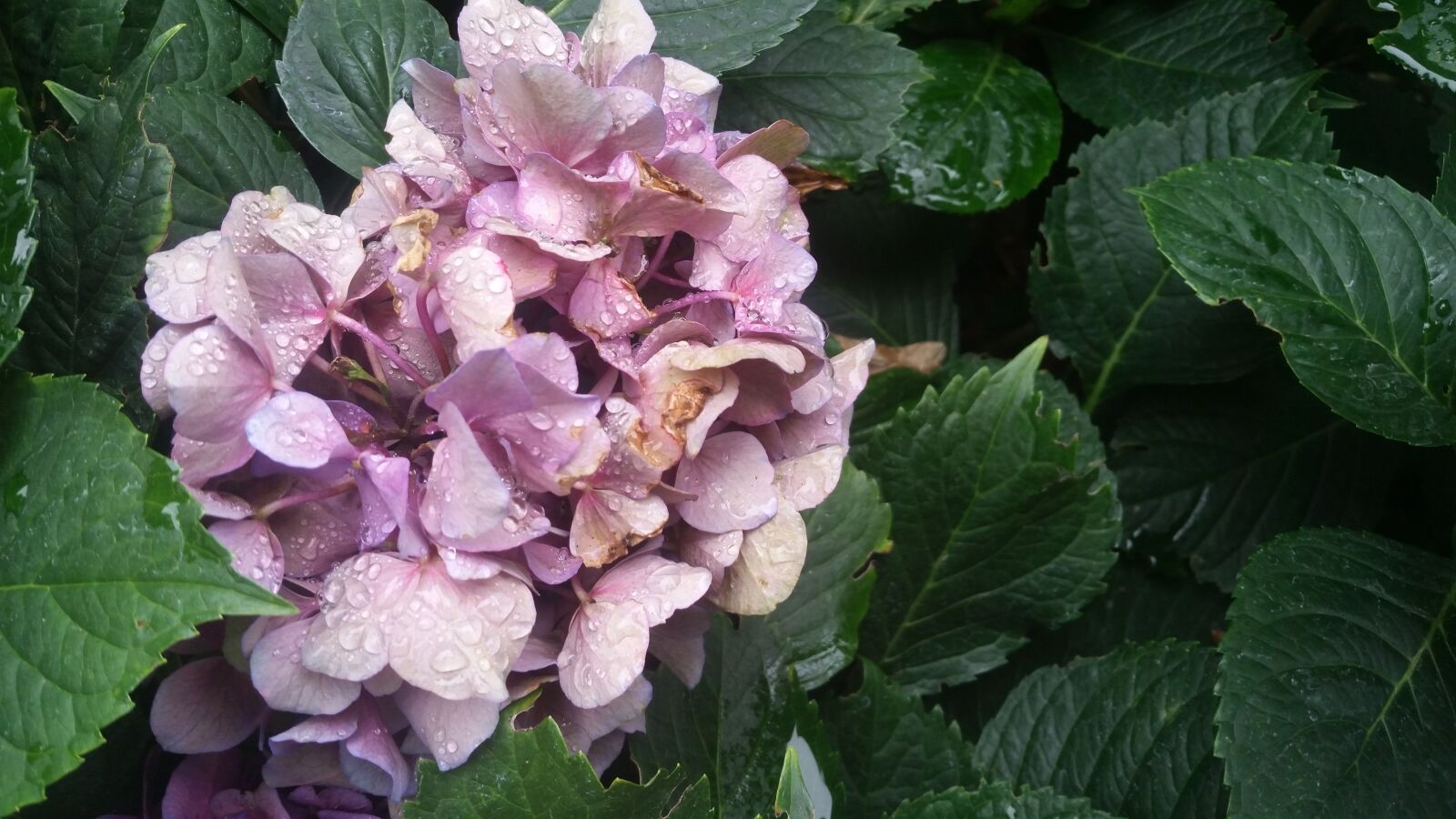 Samsung Galaxy S5 sample photo. Flowers, rain, leaves photography