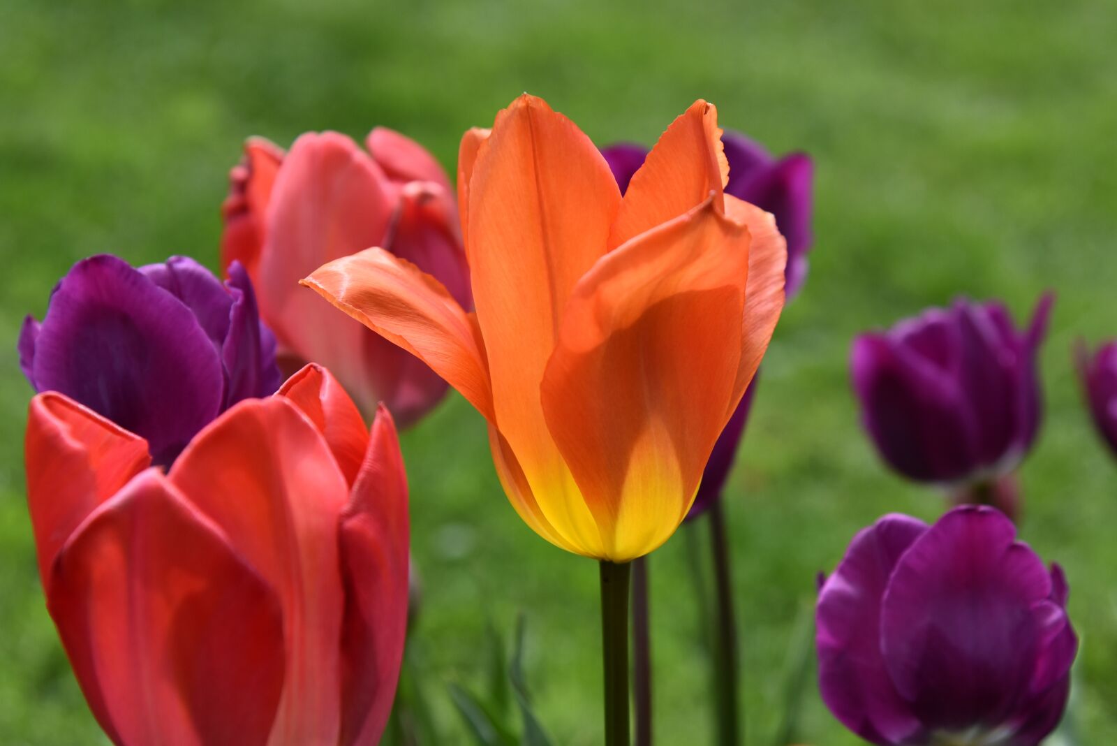 Nikon D750 sample photo. Tulips, spring, violet photography