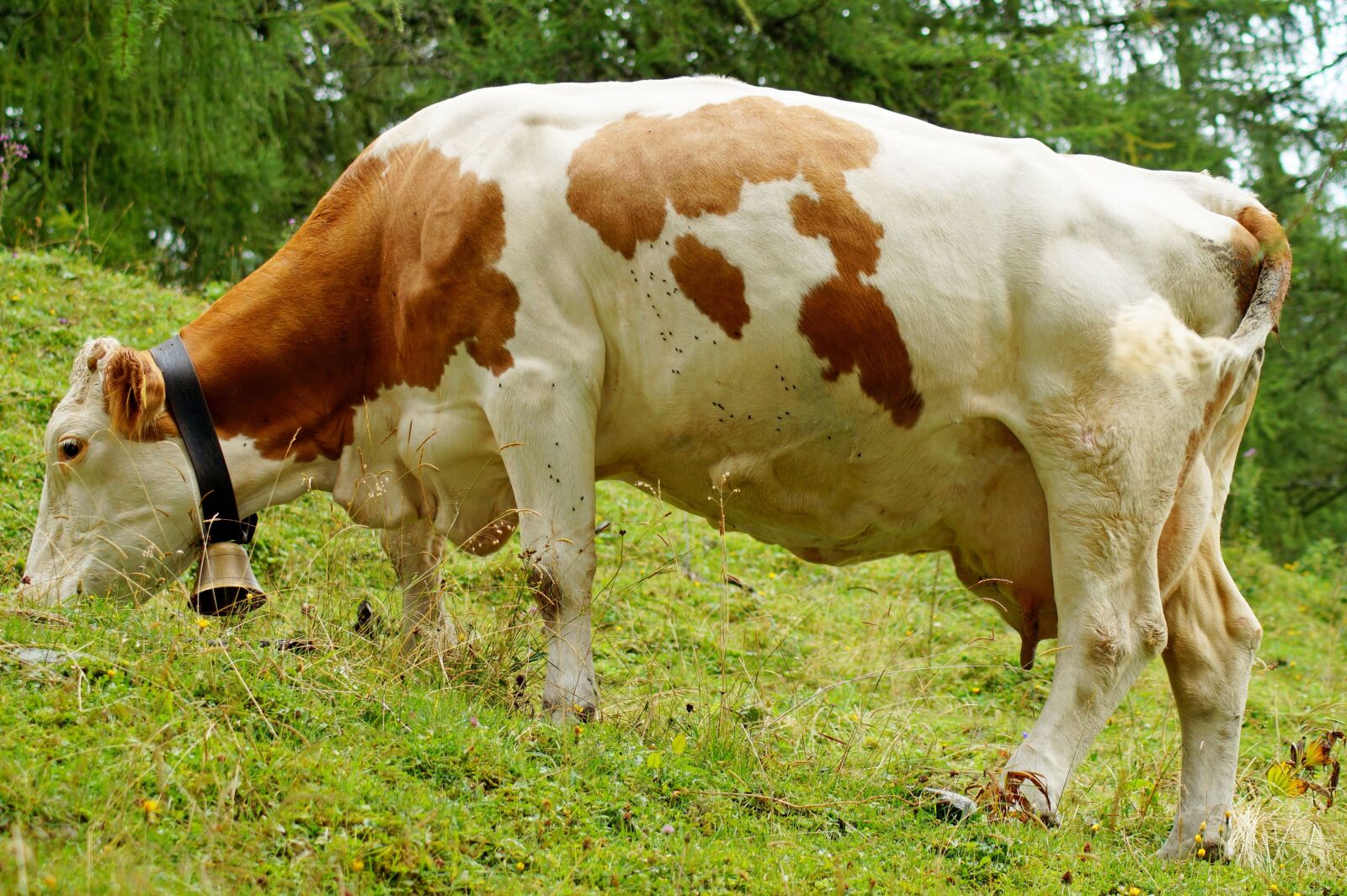 Sony SLT-A58 sample photo. Cow, bell, animal photography