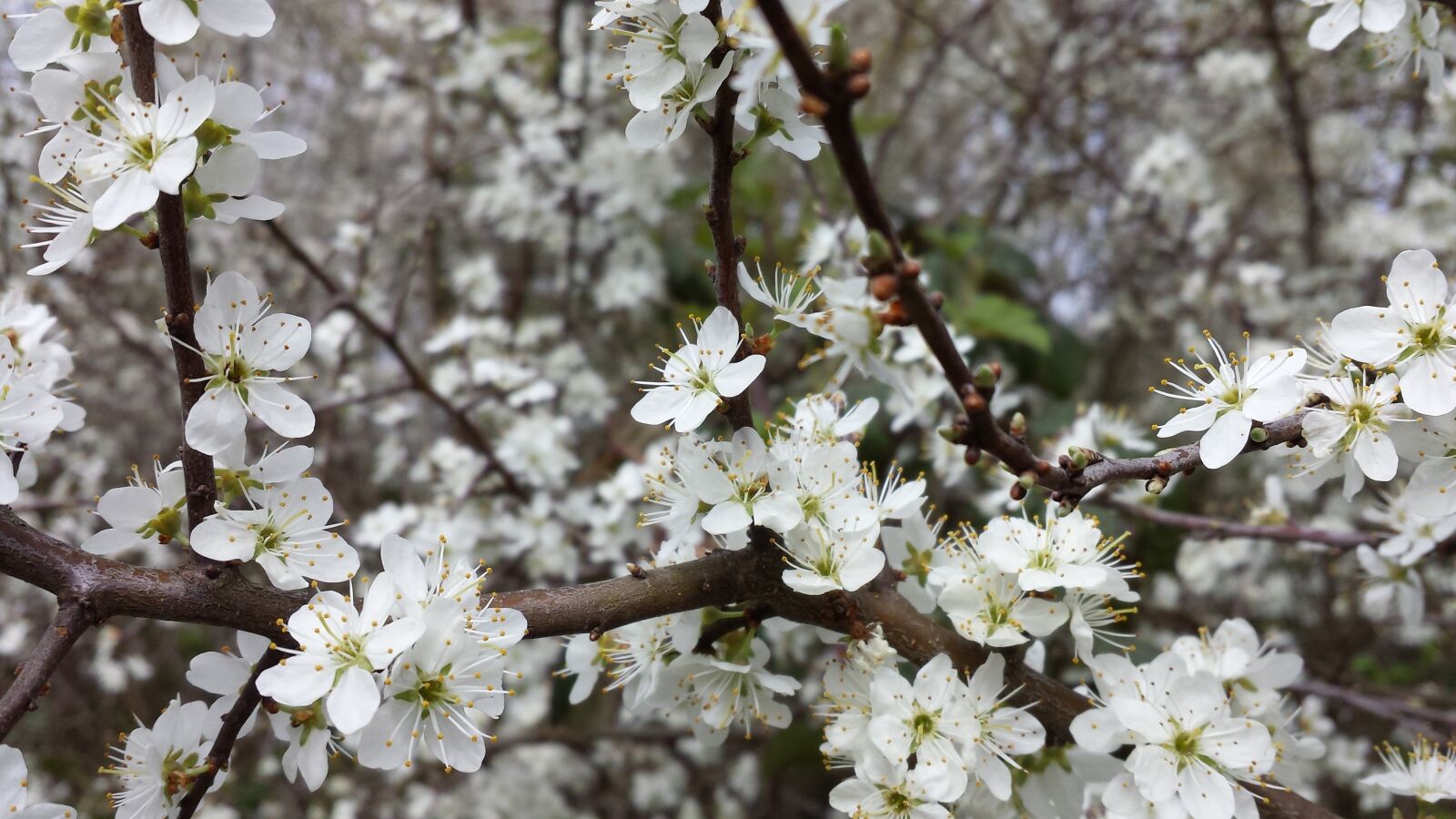 Samsung Galaxy S4 sample photo. Flowers, spring, fruit tree photography