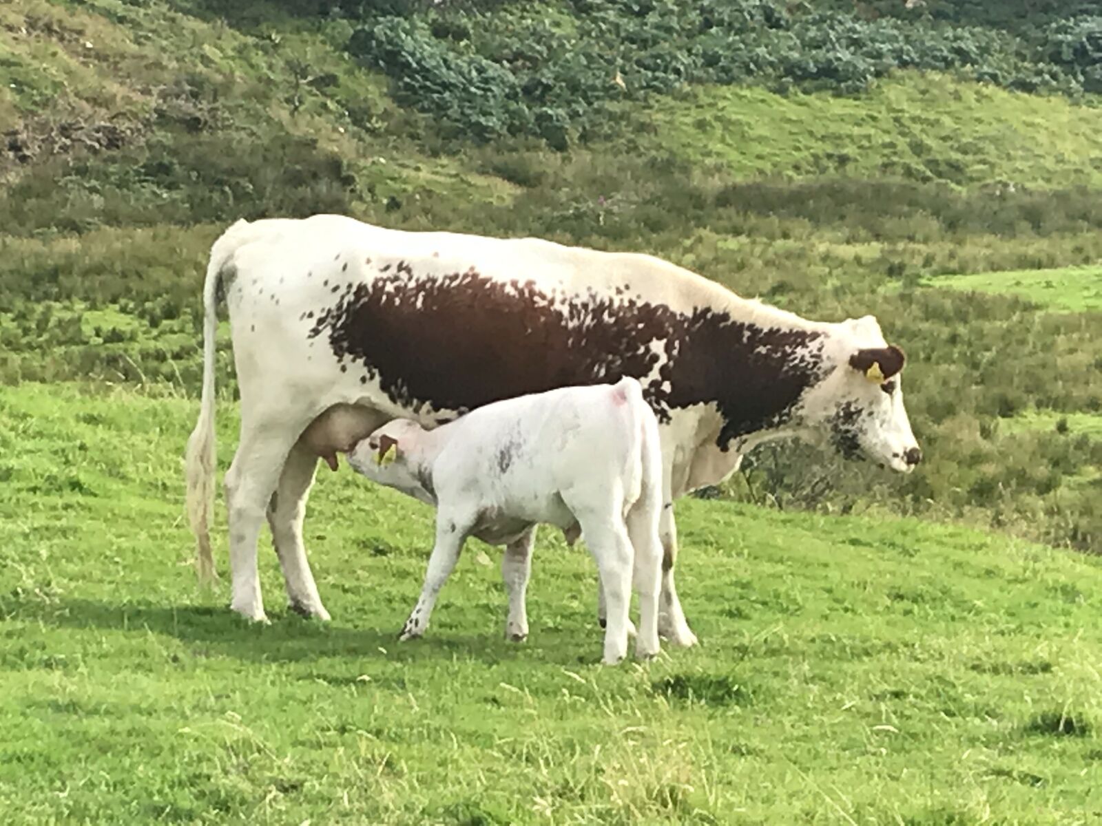 iPhone 7 back camera 3.99mm f/1.8 sample photo. Cow, ireland, nature photography