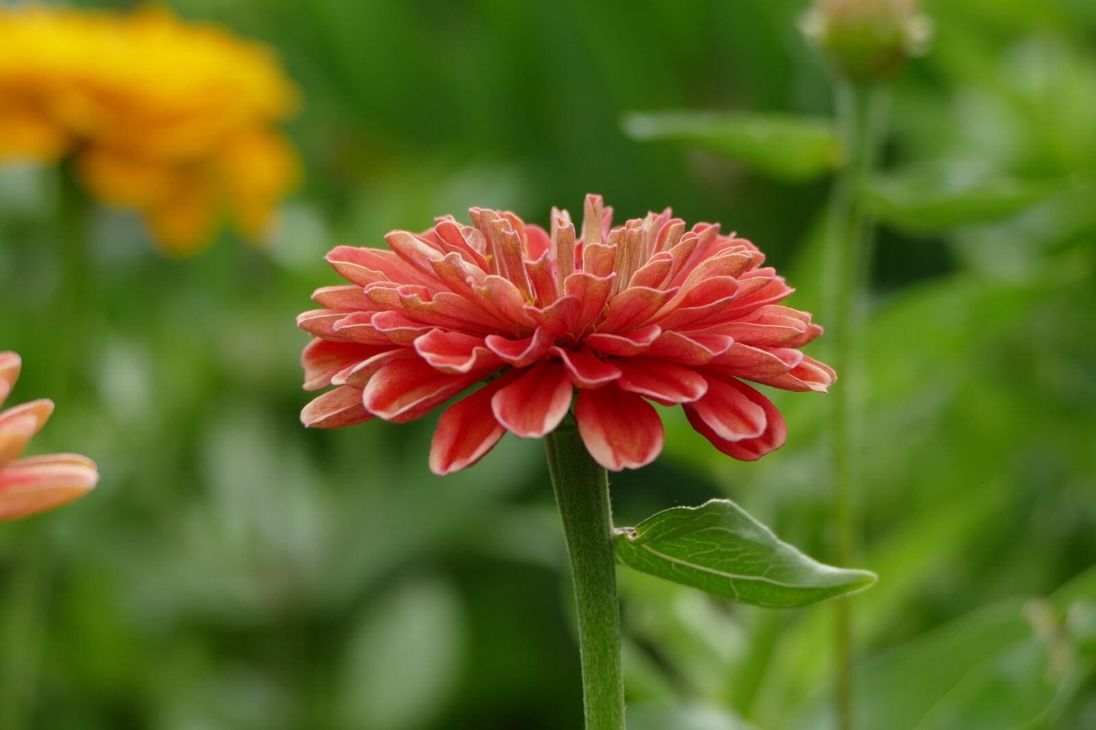 Panasonic Lumix DMC-FZ1000 sample photo. Zinnia, flower, pink photography