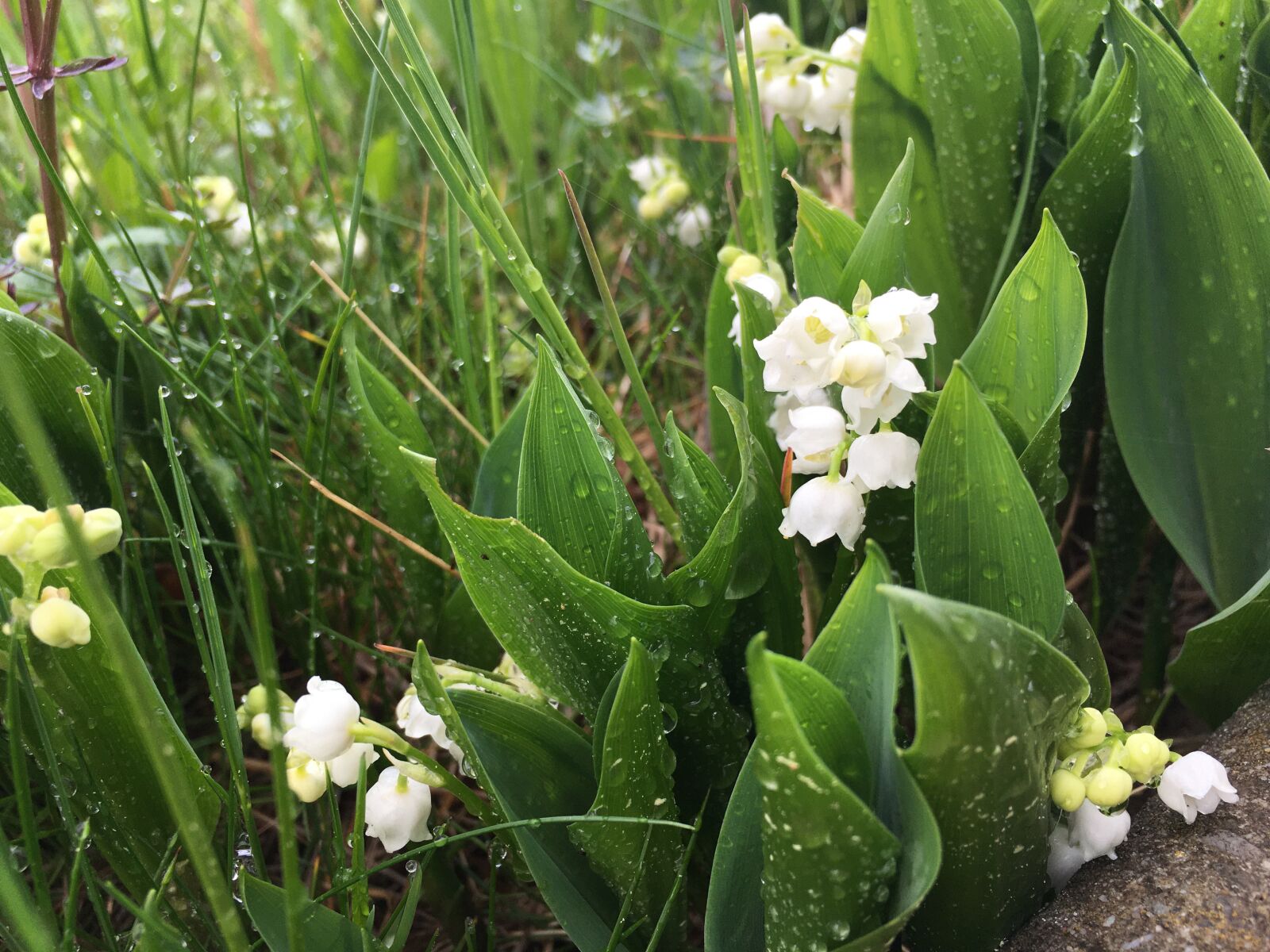 Apple iPhone 6s sample photo. Lily of the valley photography