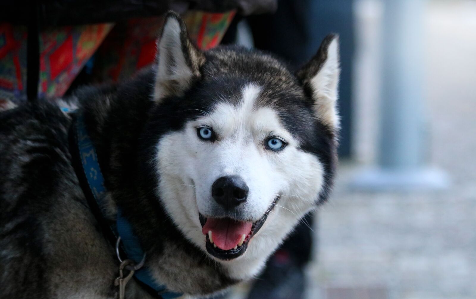 Canon EOS 750D (EOS Rebel T6i / EOS Kiss X8i) + Canon EF 70-300mm F4-5.6 IS USM sample photo. Huskies, dog, animal photography