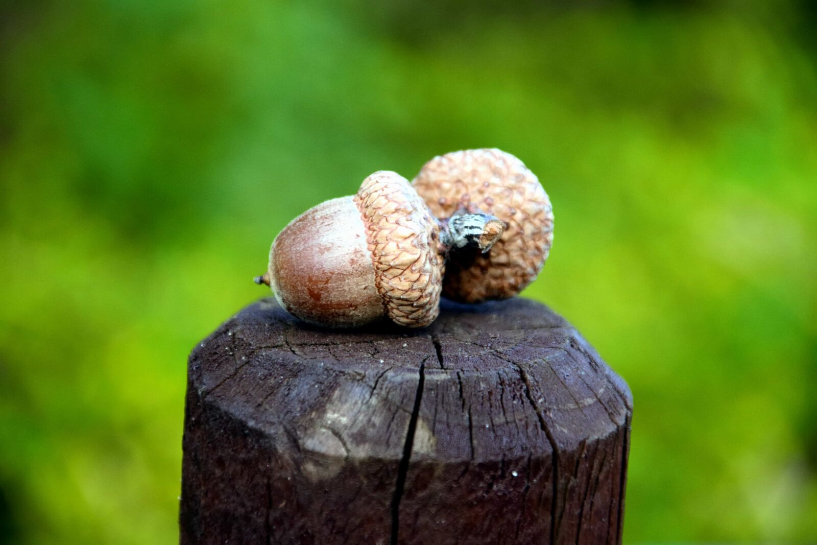 Nikon D3300 sample photo. Wood, acorn, brown, nature photography