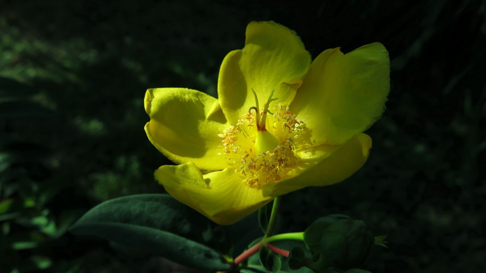 Canon PowerShot G15 sample photo. St john's wort, millepertuis photography