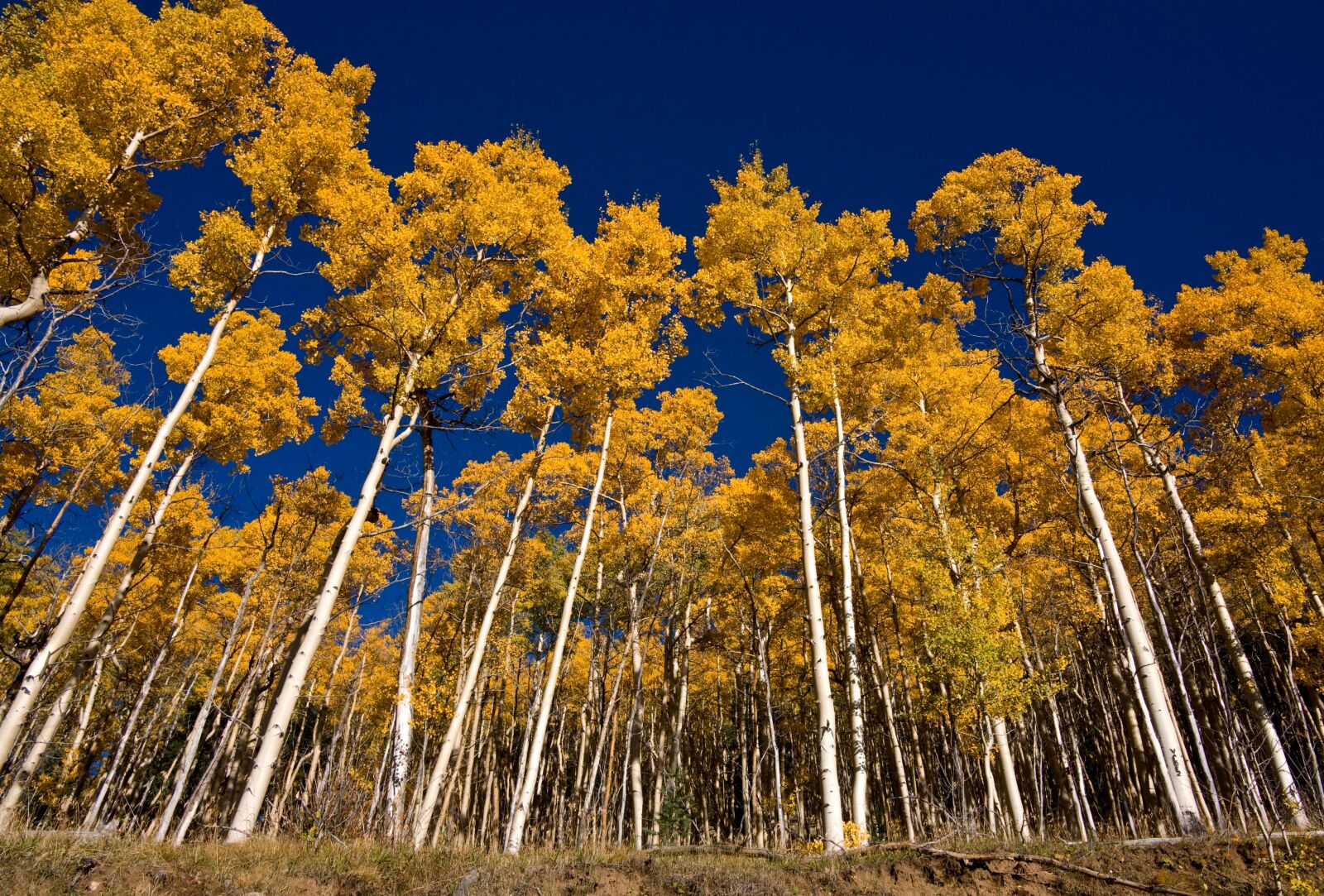 Canon EOS 5D sample photo. Aspens, santa fe, fall photography