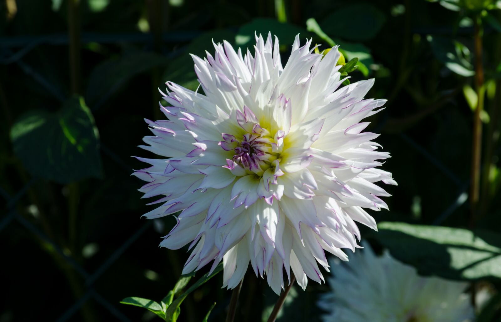 Nikon D5100 sample photo. Dahlia, blossom, bloom photography