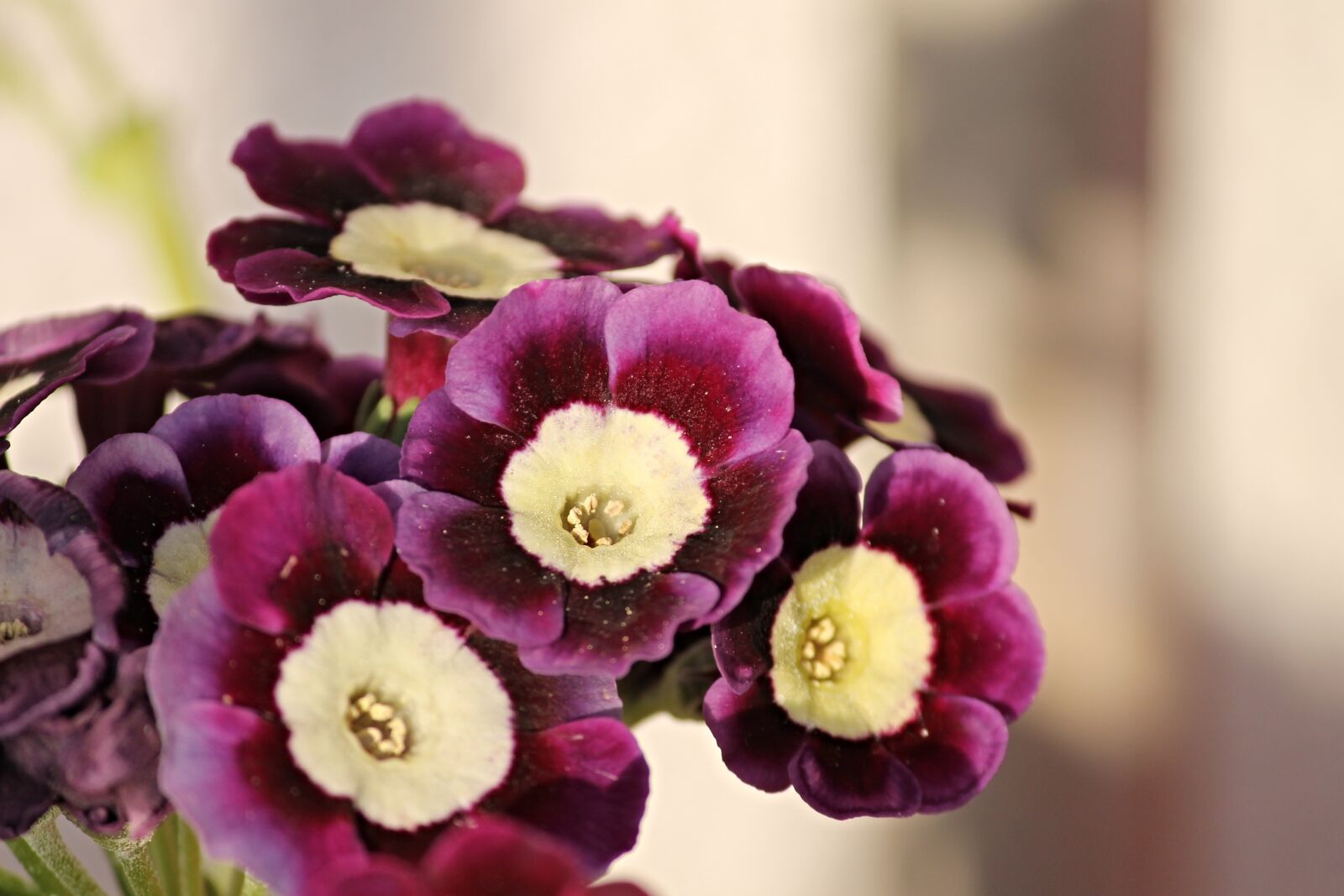 Canon EOS 1100D (EOS Rebel T3 / EOS Kiss X50) sample photo. Primelart, primrose, flower photography