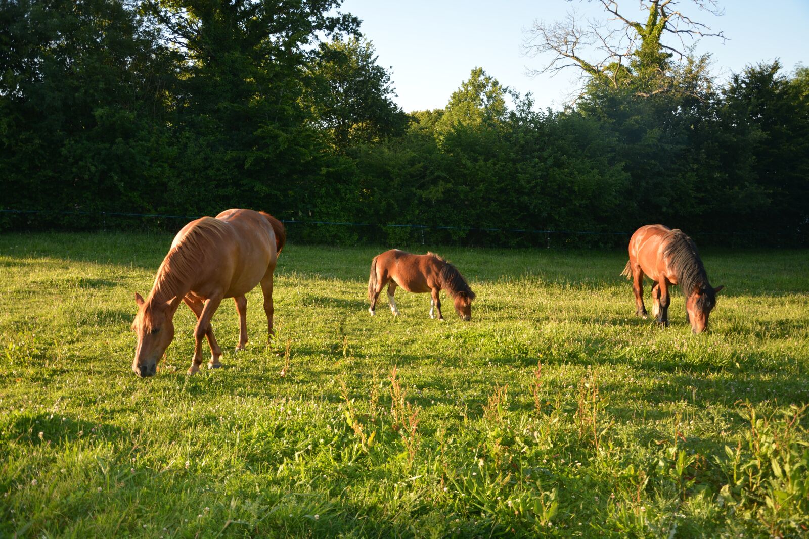 Nikon D5200 sample photo. Horses, herd, prairie photography