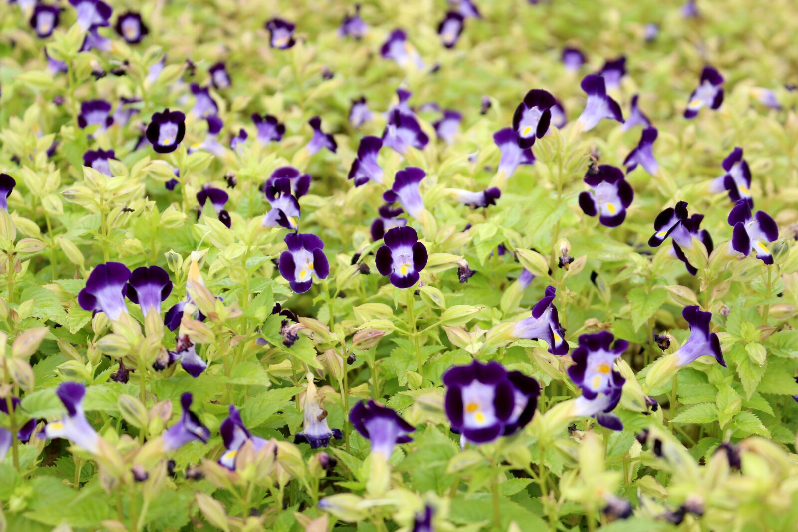 Canon EOS 70D sample photo. Morning glory, summer, flowers photography