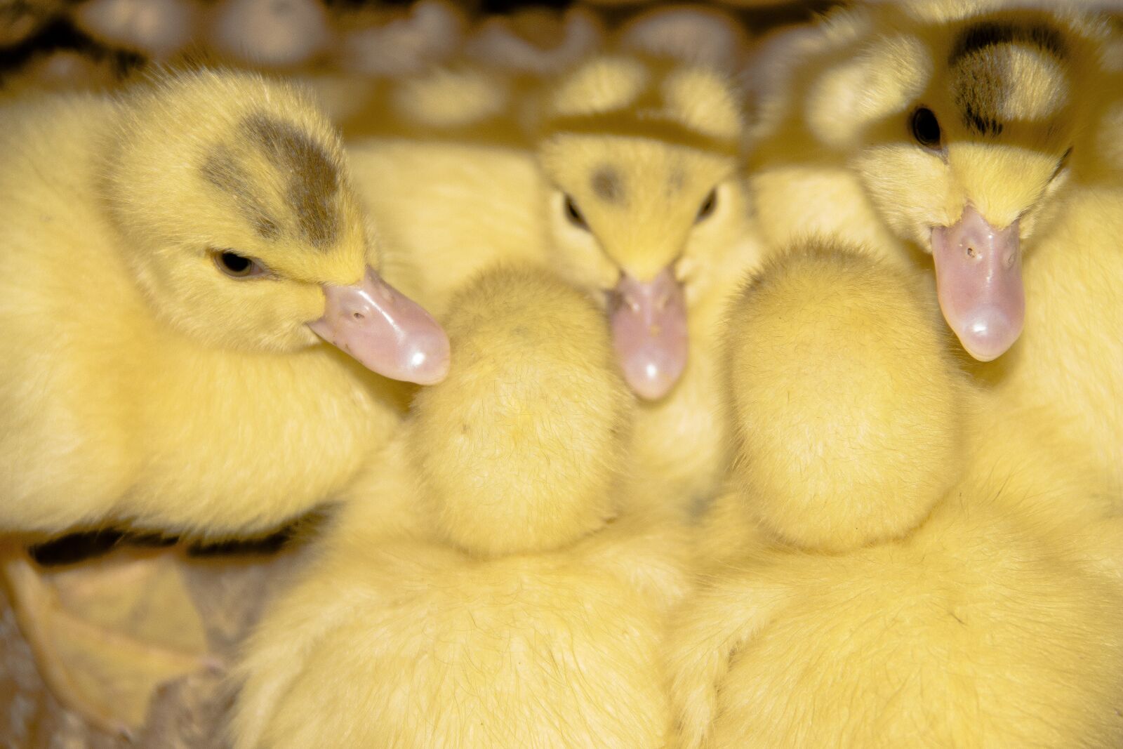 Canon EOS 650D (EOS Rebel T4i / EOS Kiss X6i) sample photo. Ducks, bird, duck photography