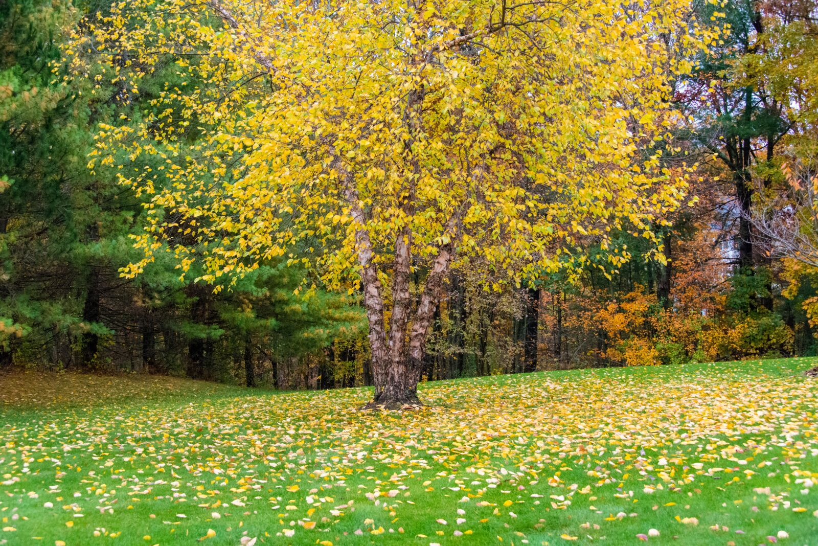 Nikon D800 sample photo. Fall, autumn, colors photography