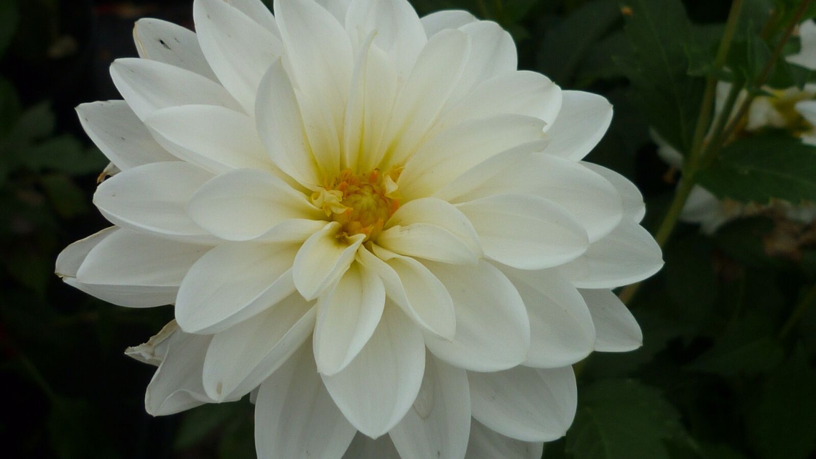 Panasonic Lumix DMC-FS6 sample photo. Dahlia, flower, magnificent photography
