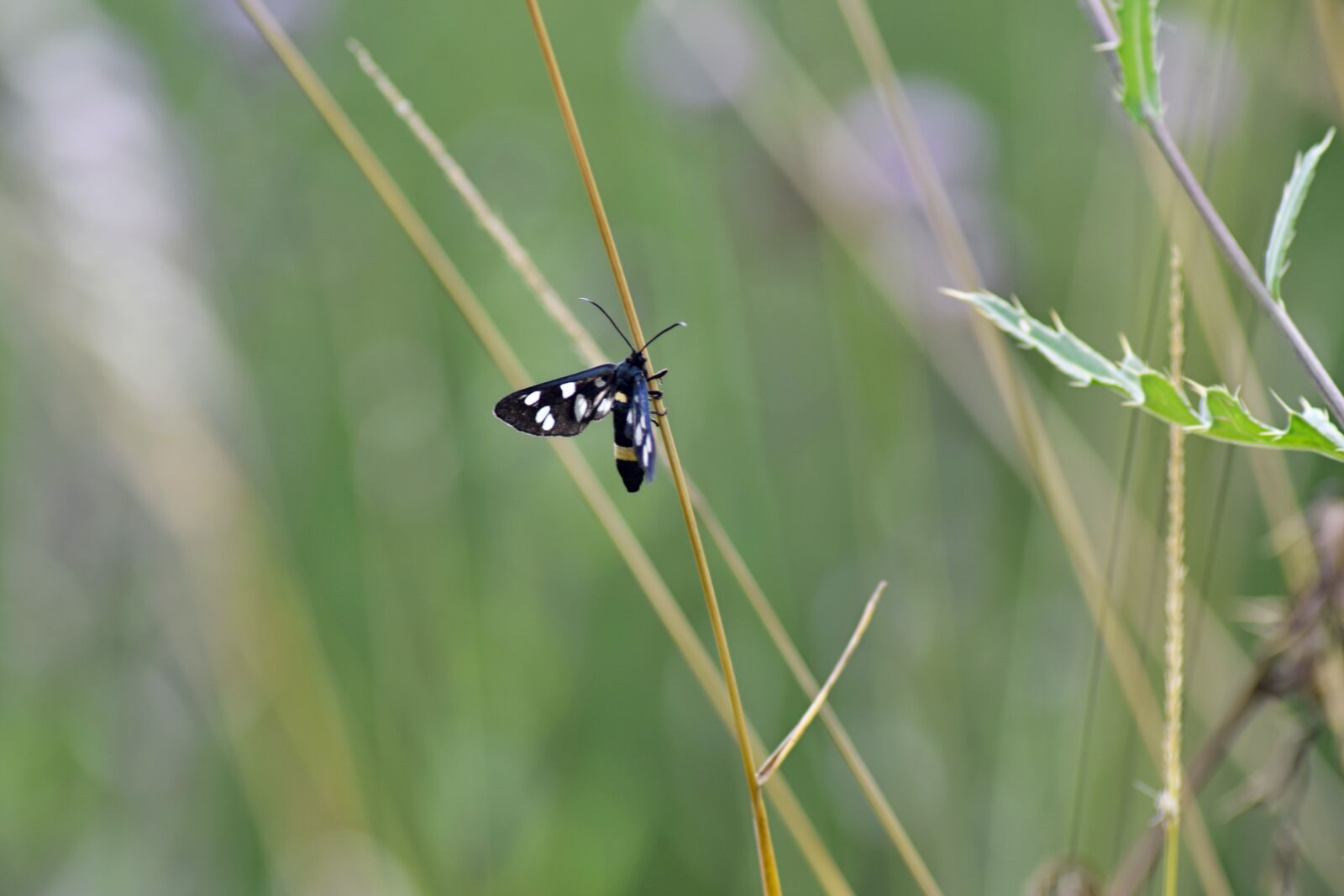 Nikon D5300 sample photo. Butterfly, daily butterfly, insects photography