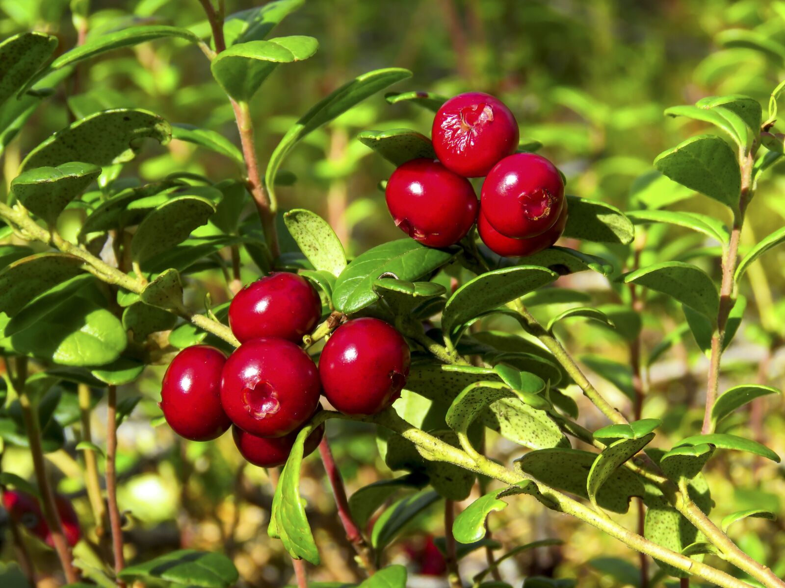 Canon PowerShot SX60 HS sample photo. Berry, cranberries, fresh photography