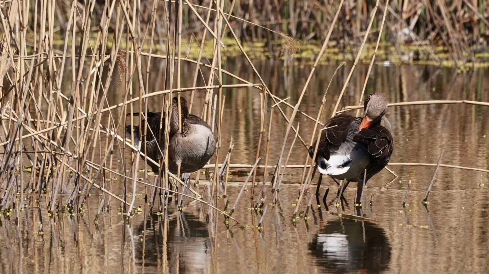 150-600mm F5-6.3 DG OS HSM | Contemporary 015 sample photo. Geese, spring, nature photography