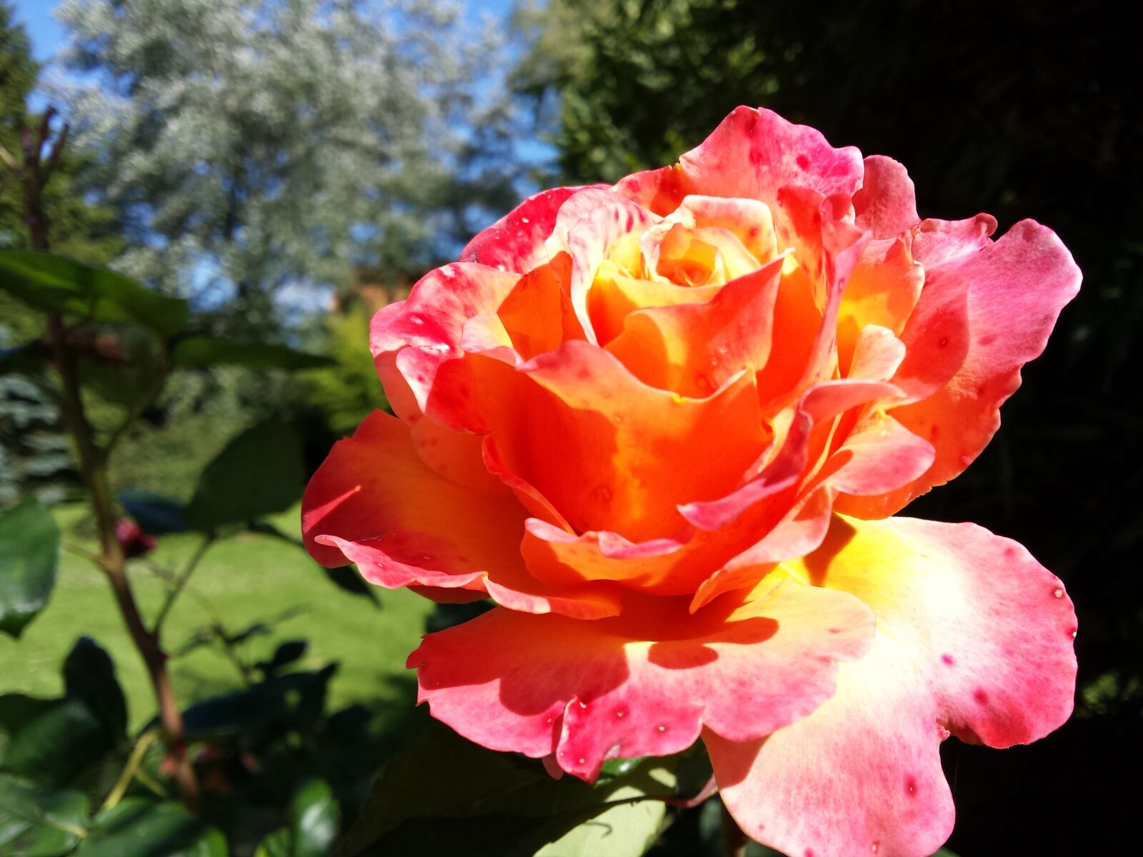 Samsung Galaxy S4 sample photo. Garden, rose, color photography