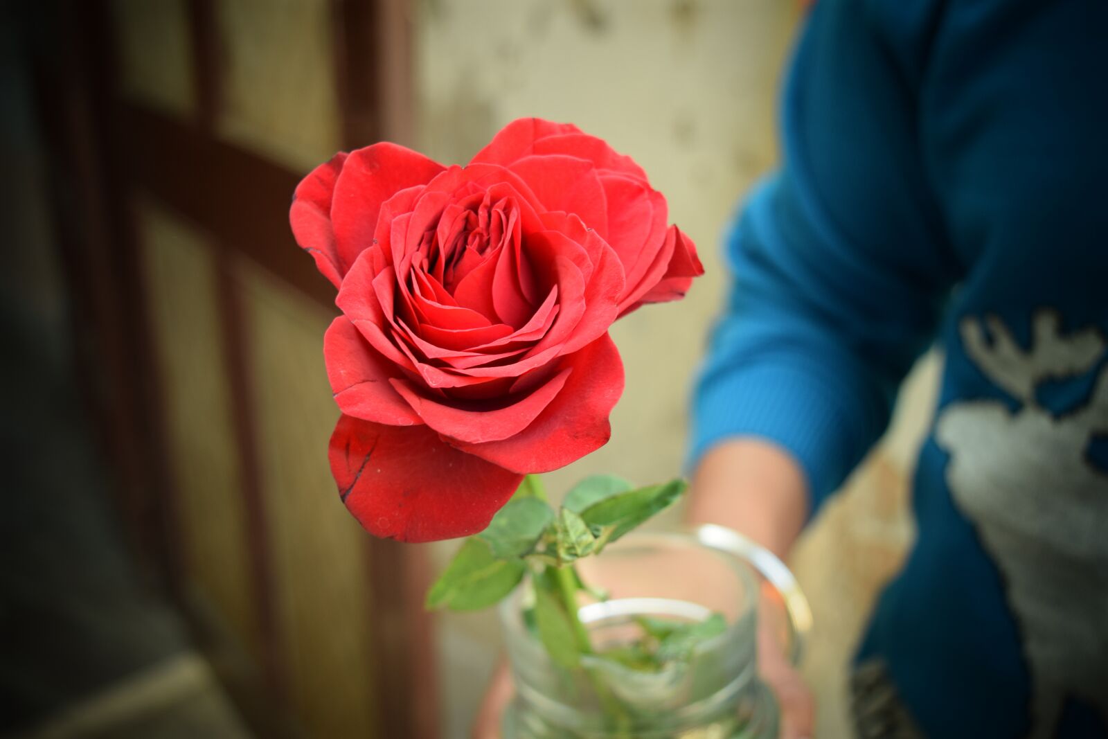 Nikon D5300 sample photo. Rose, love, red photography
