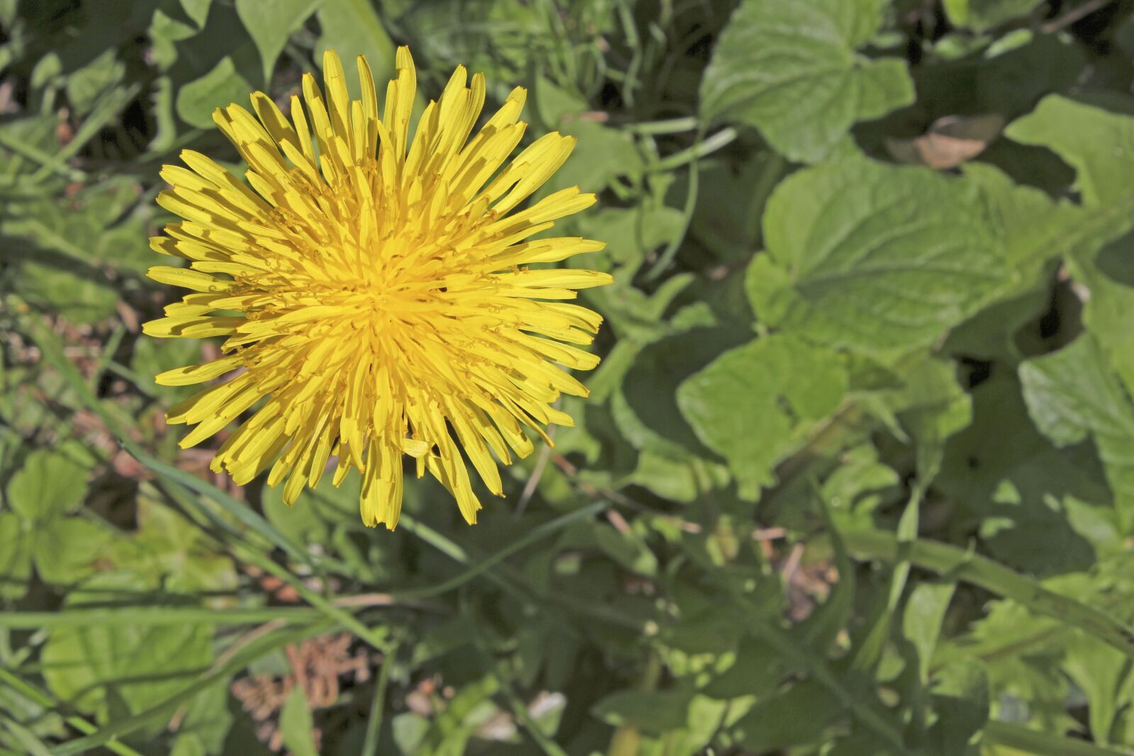 Canon EOS 550D (EOS Rebel T2i / EOS Kiss X4) sample photo. Dandelion, weed, nature photography