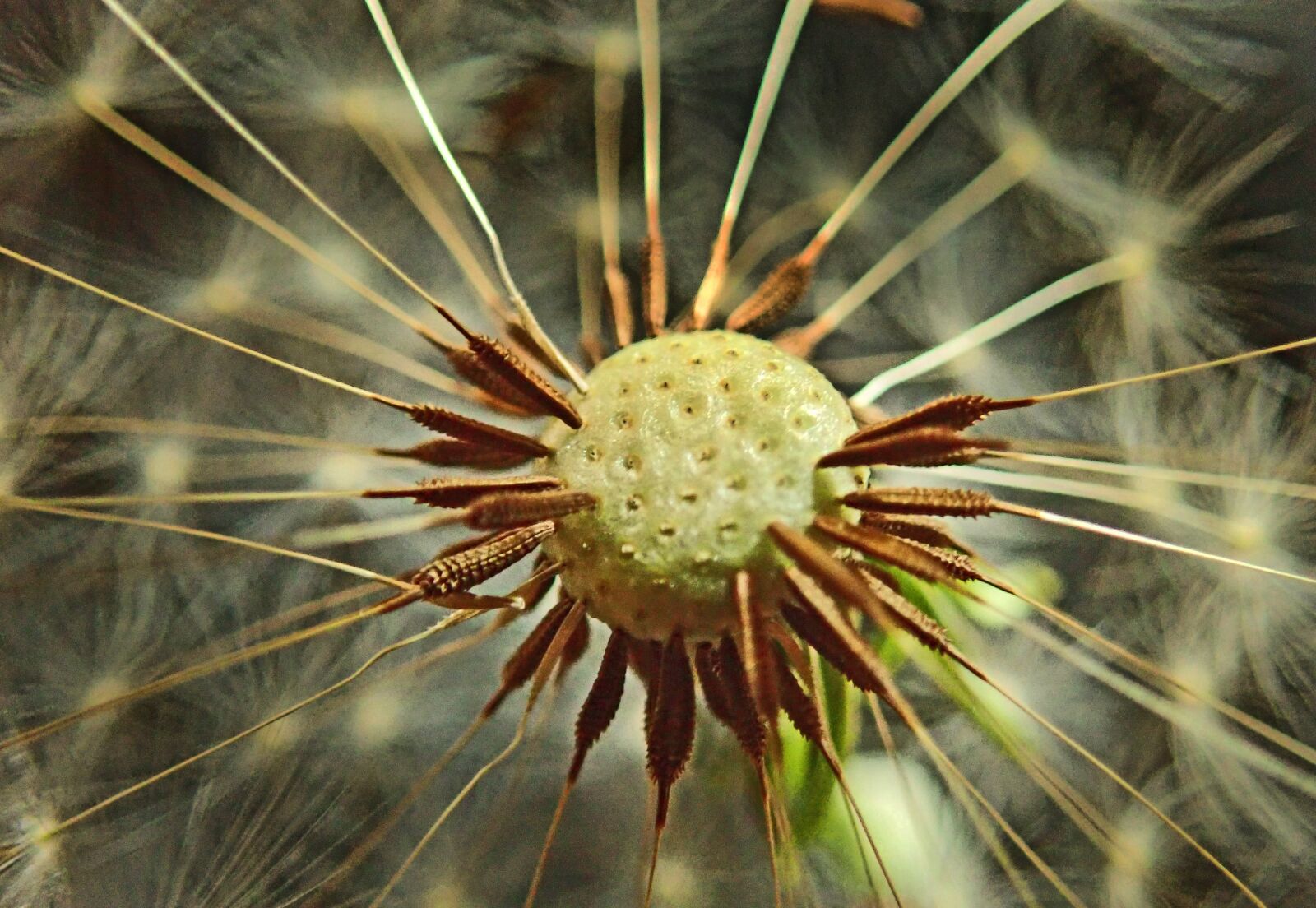 Olympus TG-5 sample photo. Dandelion, seeds, blowing photography