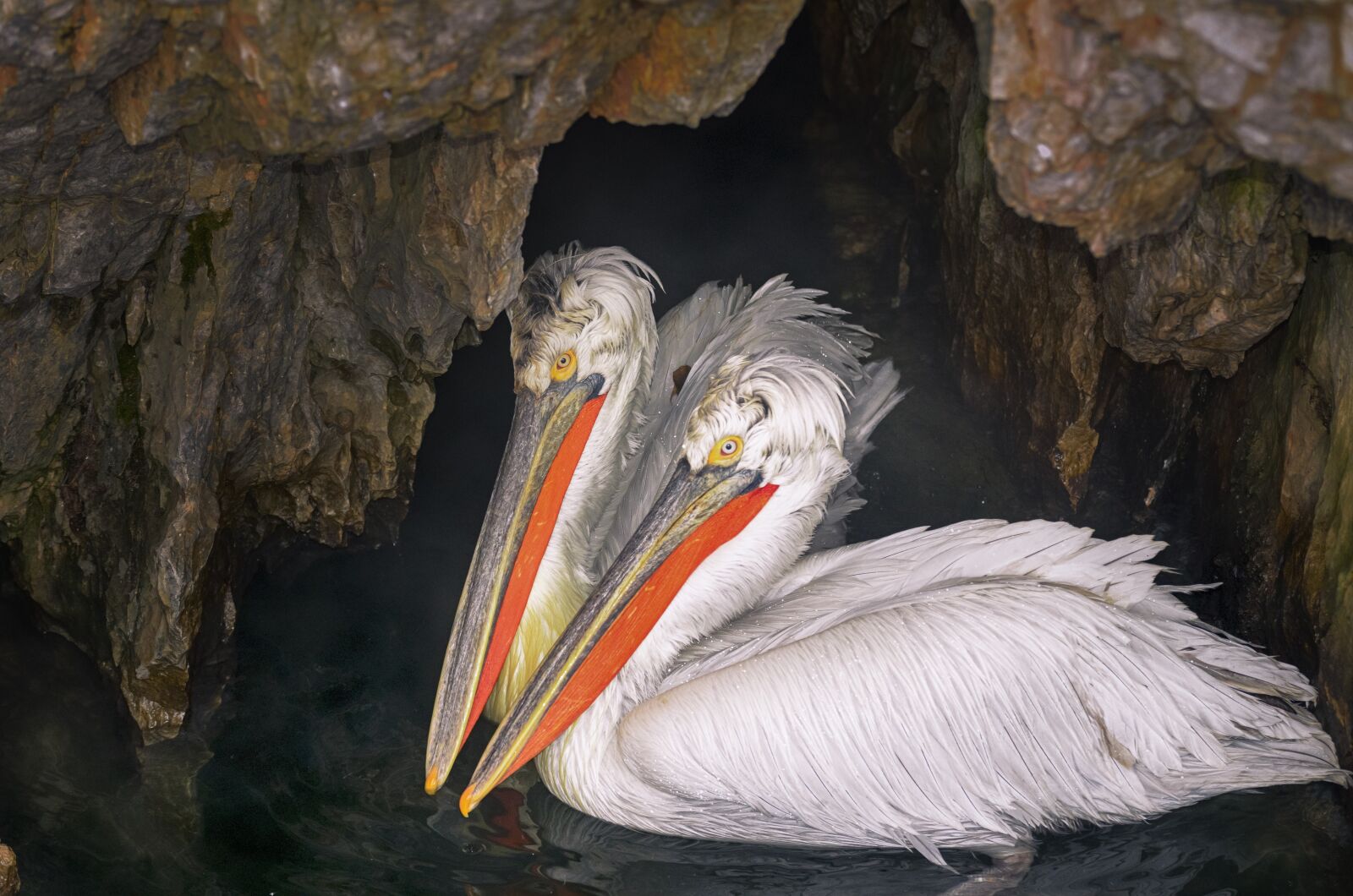 Nikon D7000 sample photo. Pelicans, cold, cave photography