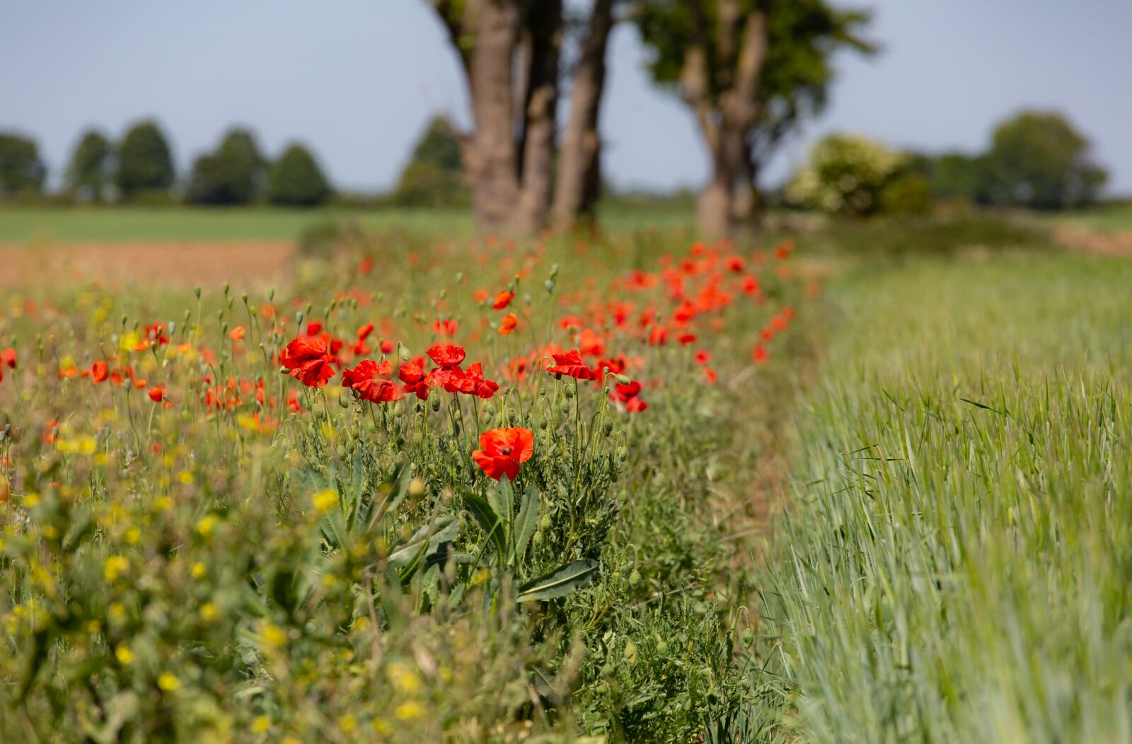 Canon EF 70-200mm F4L USM sample photo. Poppy, green, red photography
