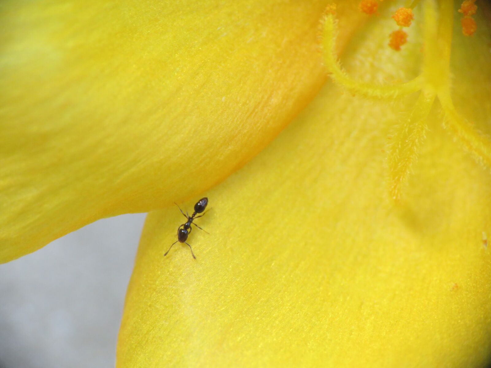 Canon PowerShot SX60 HS sample photo. Flower, tiny bloom, tiny photography