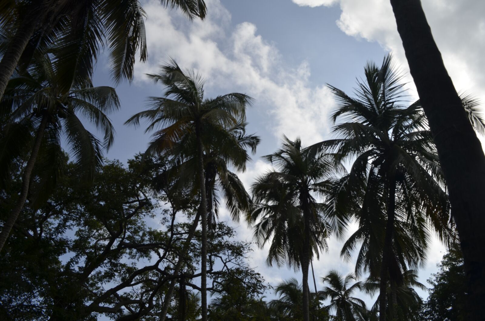 Nikon D5100 sample photo. Palms, sky, exotic photography