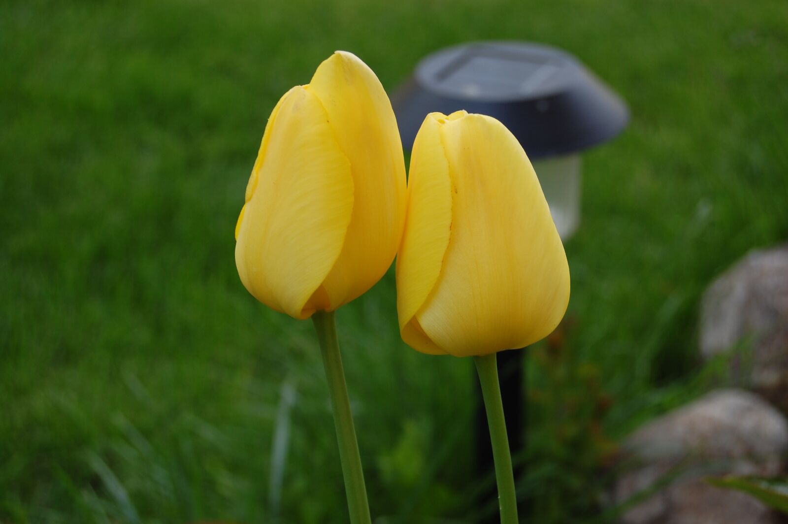 Nikon D40 sample photo. Love, nature, flowers photography