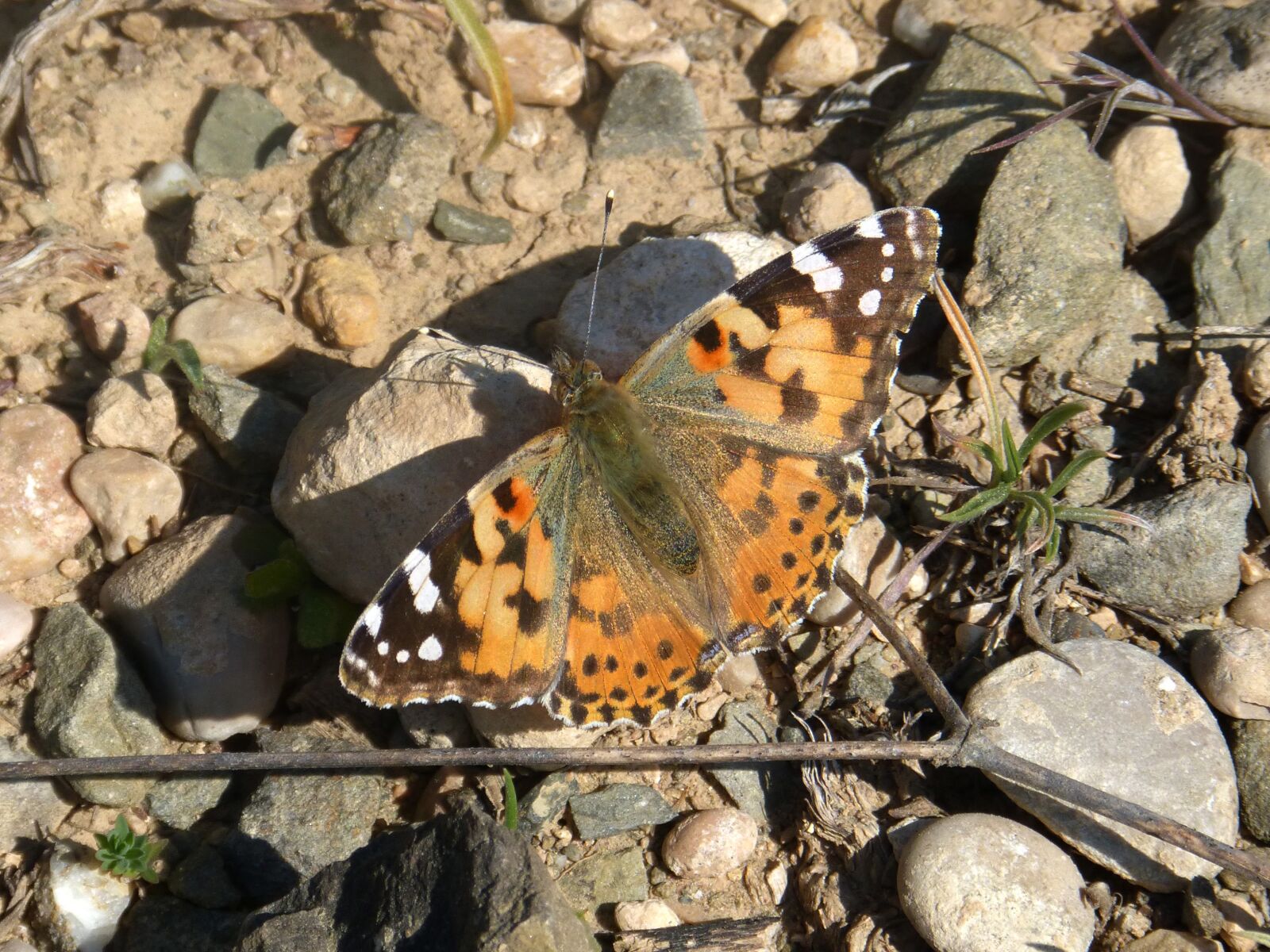 Panasonic DMC-FZ62 sample photo. Butterfly, orange, vanesa photography