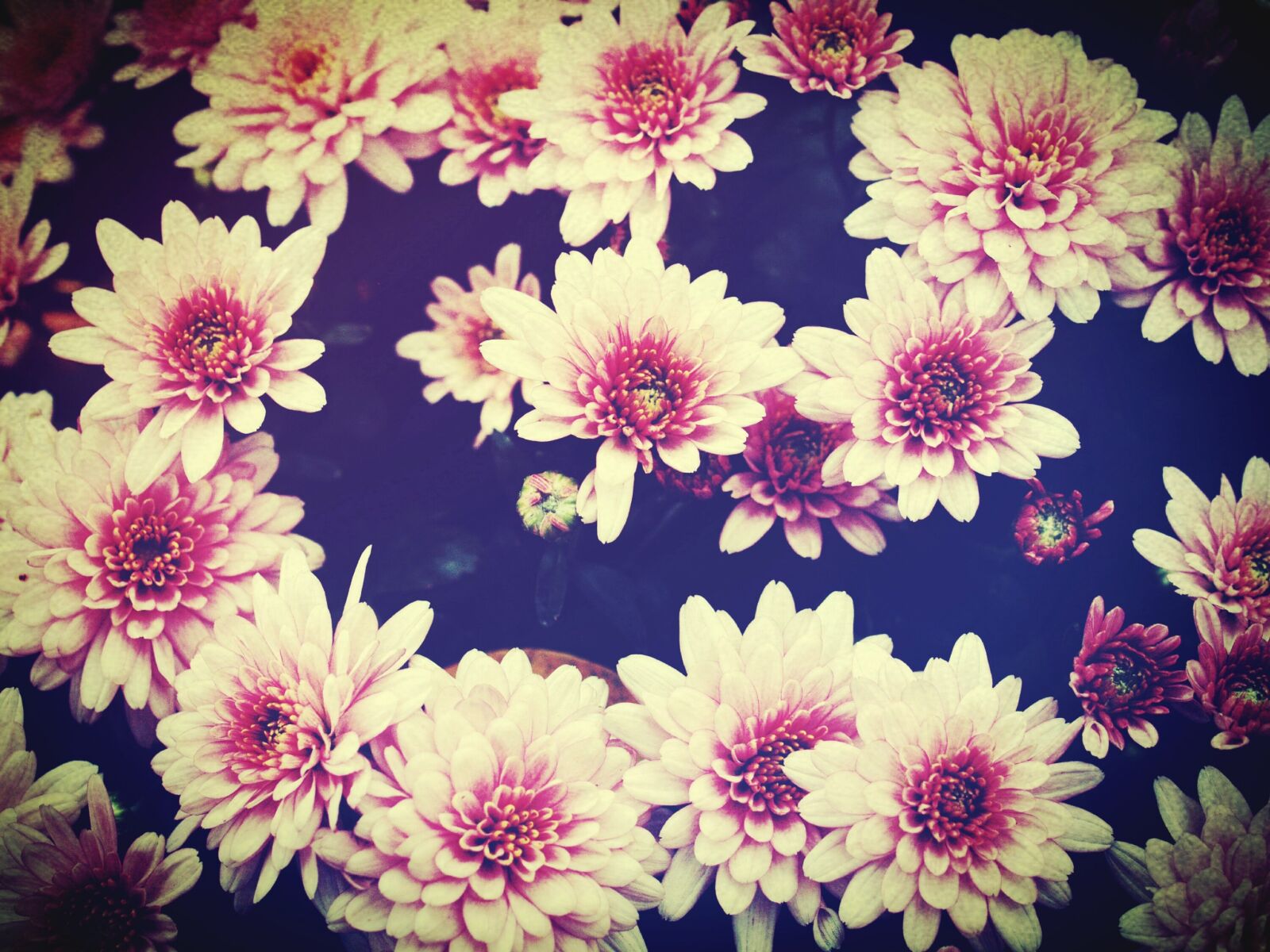 Olympus E-300 (EVOLT E-300) sample photo. Flower, blur, cosmos photography