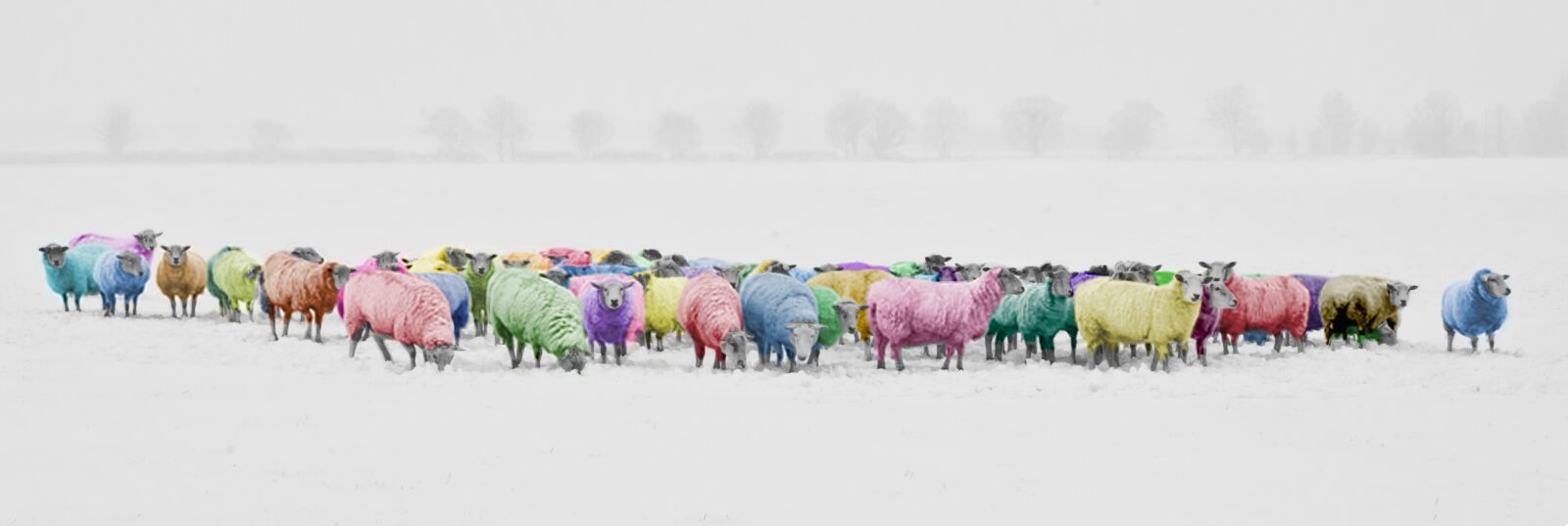 Nikon D300S sample photo. Sheep, colorful, colorized photography