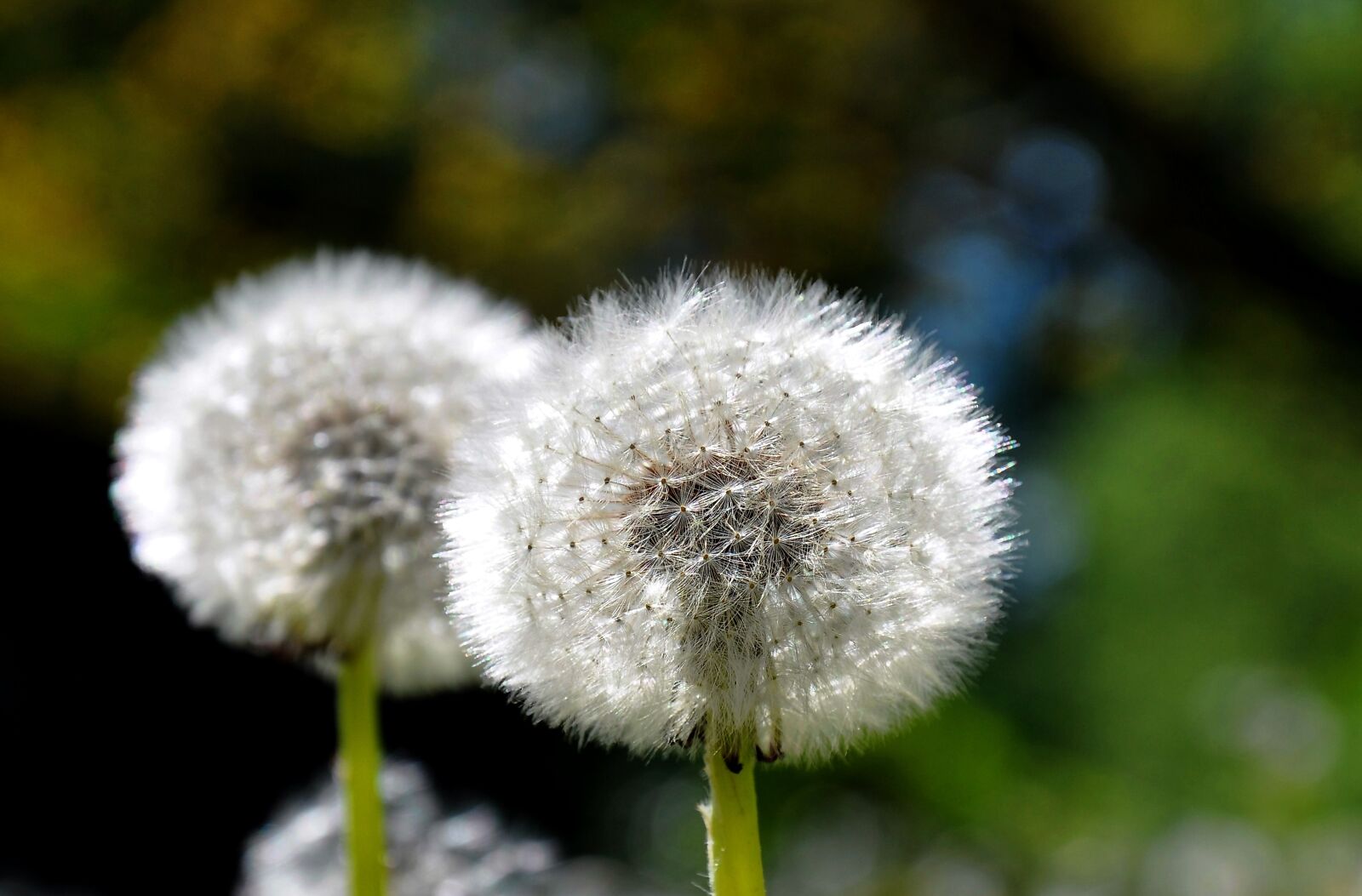 Nikon D90 sample photo. Dandelion, spring, sunshine photography