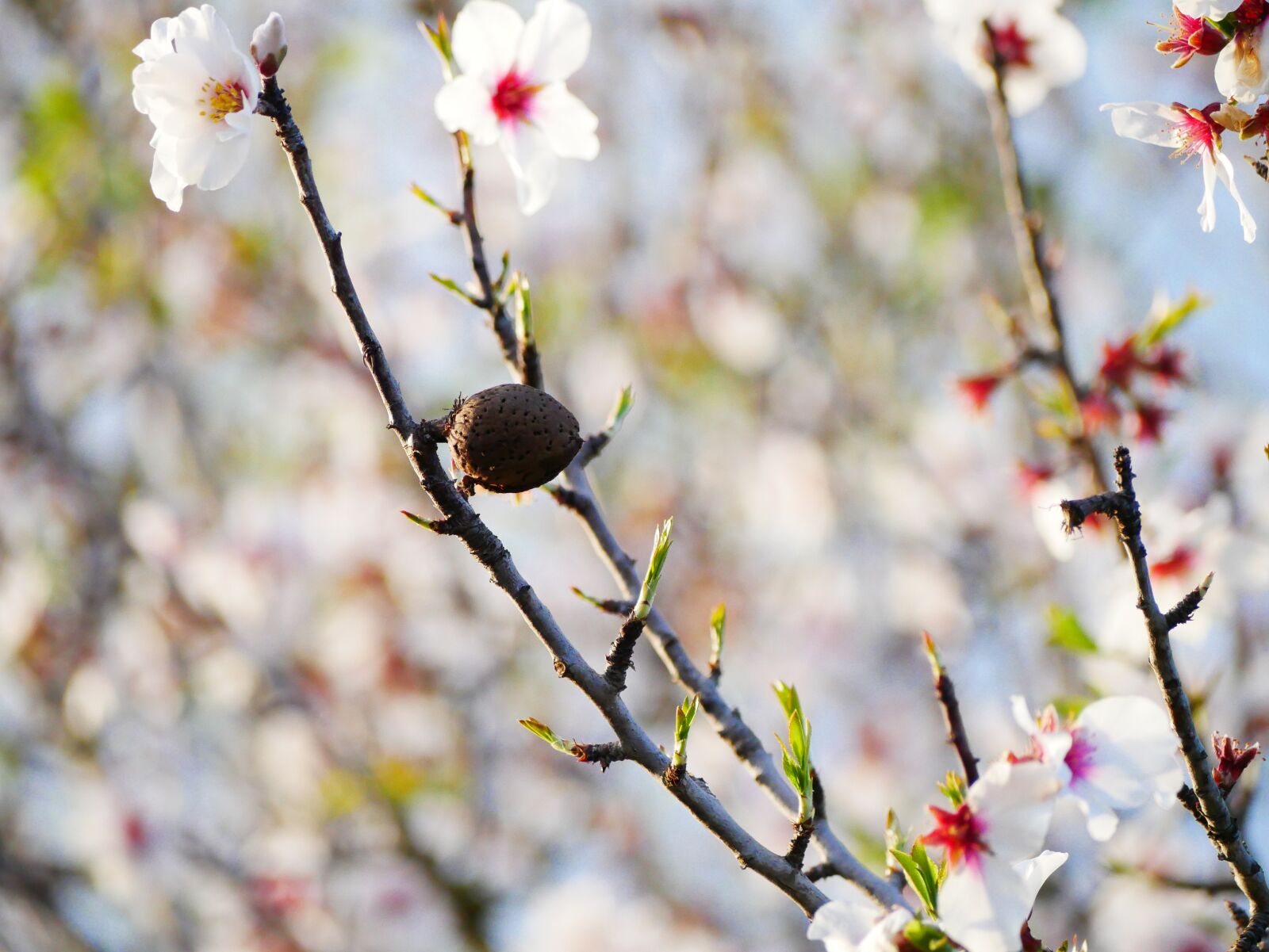 Panasonic Lumix DMC-GX85 (Lumix DMC-GX80 / Lumix DMC-GX7 Mark II) sample photo. Almond blossom, february, almond photography