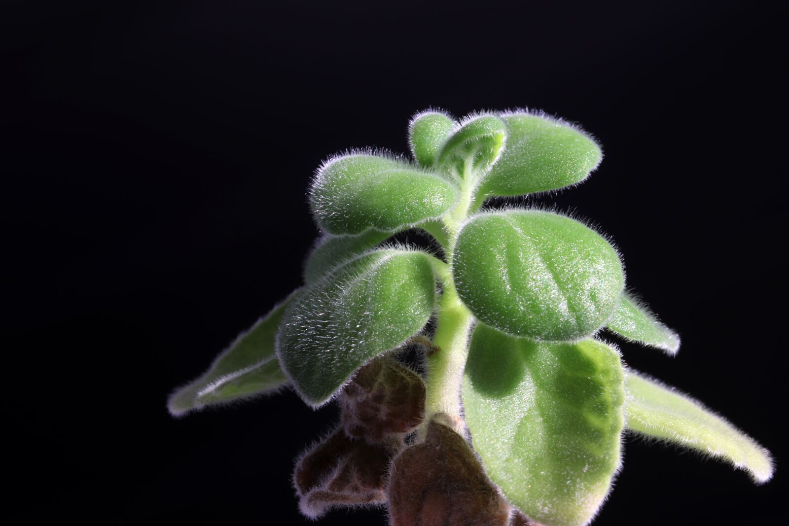 Canon EOS 800D (EOS Rebel T7i / EOS Kiss X9i) sample photo. Potted plant, flower, plants photography