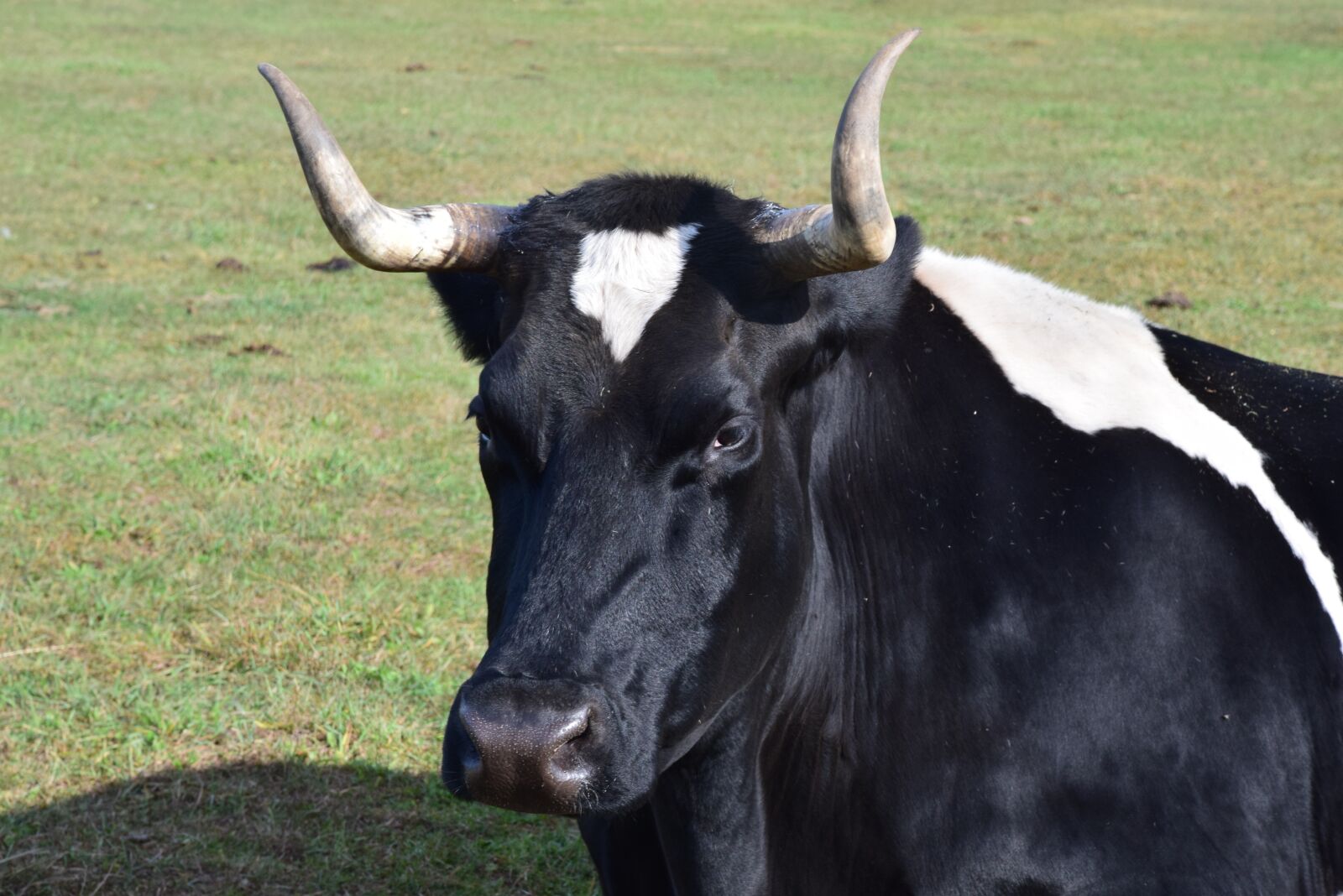 Nikon D3300 sample photo. Cow, farm, agriculture photography