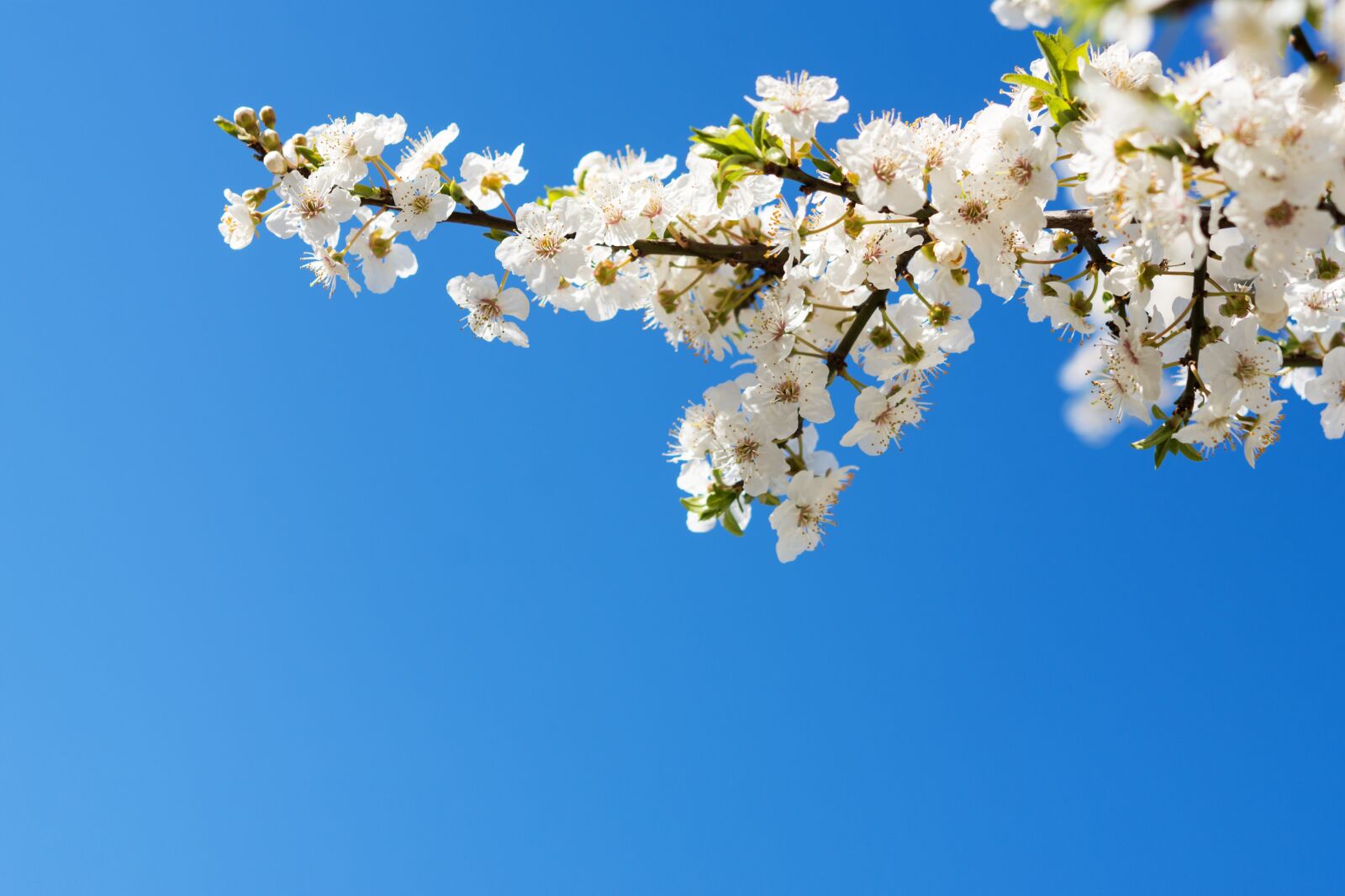 Nikon D7200 sample photo. Nature, flowers, cherry photography