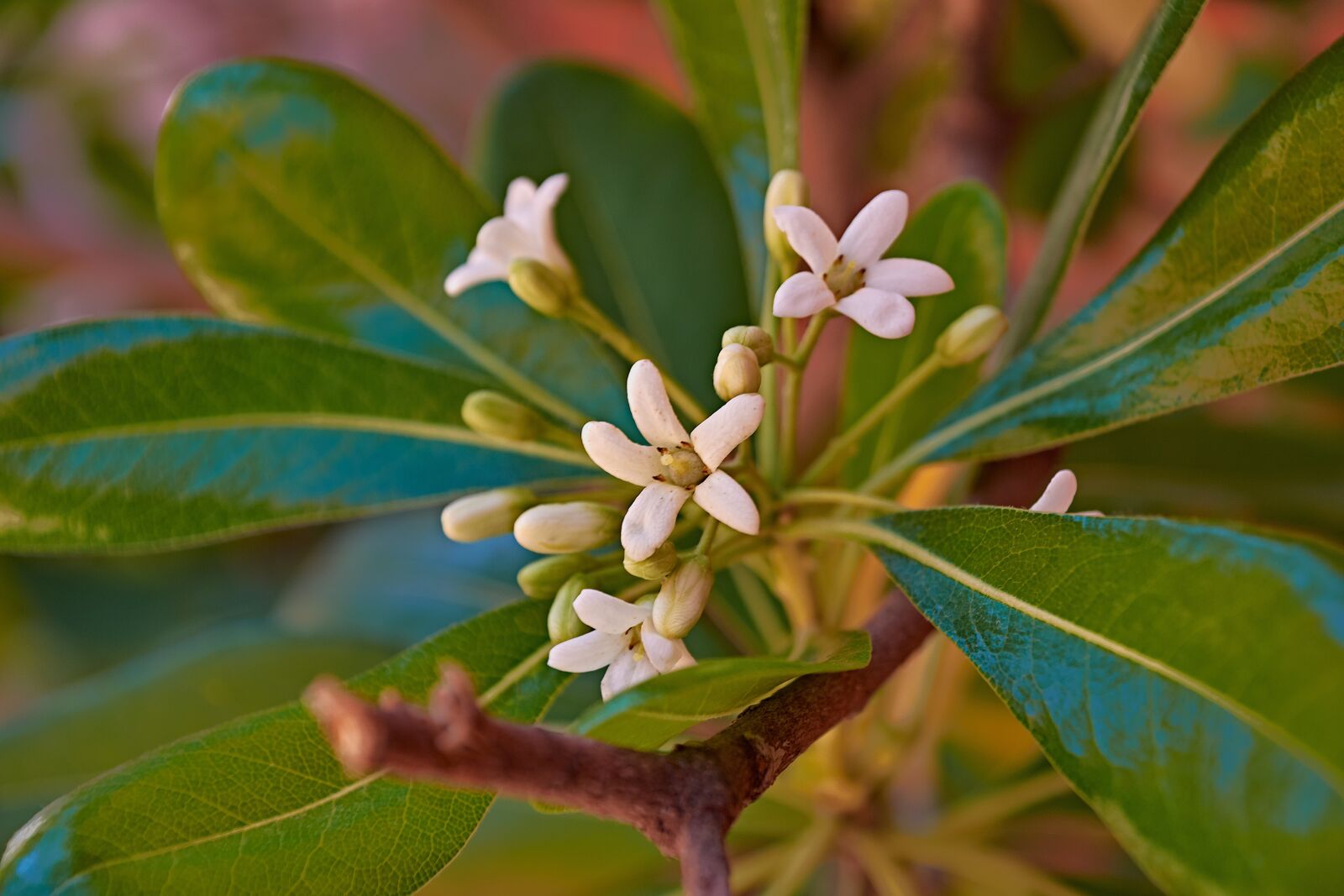 Nikon D7200 sample photo. Flowering, garden, plant photography