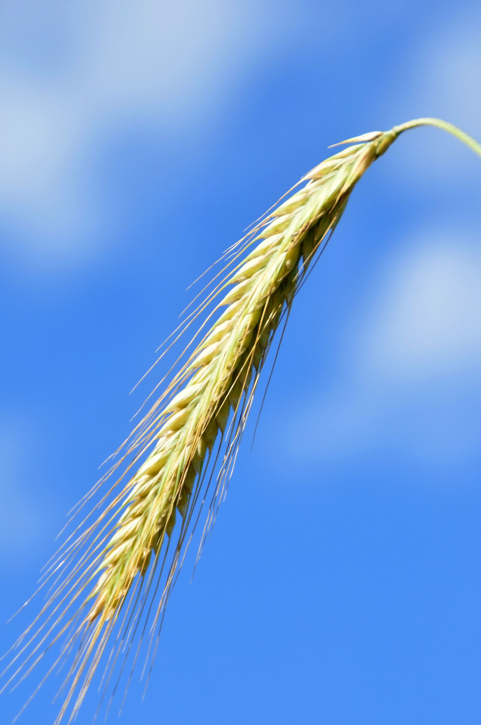 Nikon D90 sample photo. Ear, halm, cereals photography