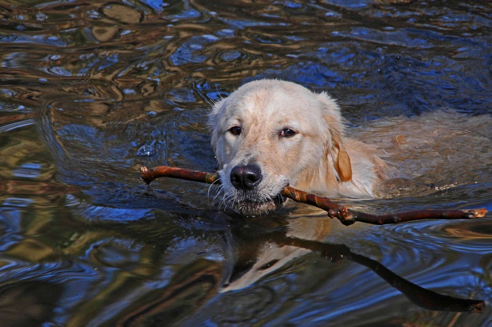 Nikon D300 sample photo. Water, dog, pet, canine photography