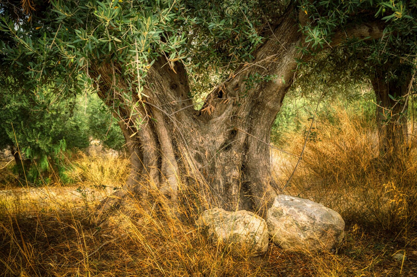 Nikon D3200 sample photo. Olive, old olive tree photography